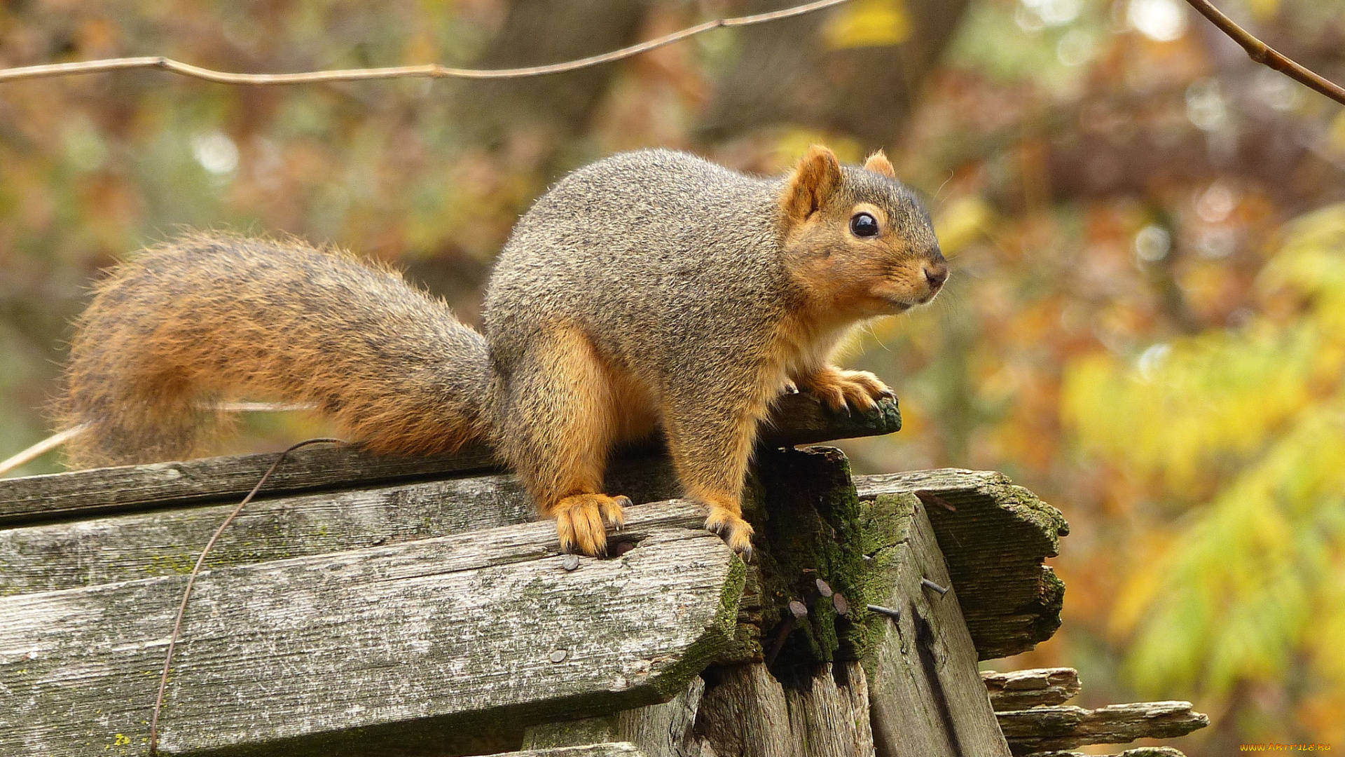 животные, белки, белка