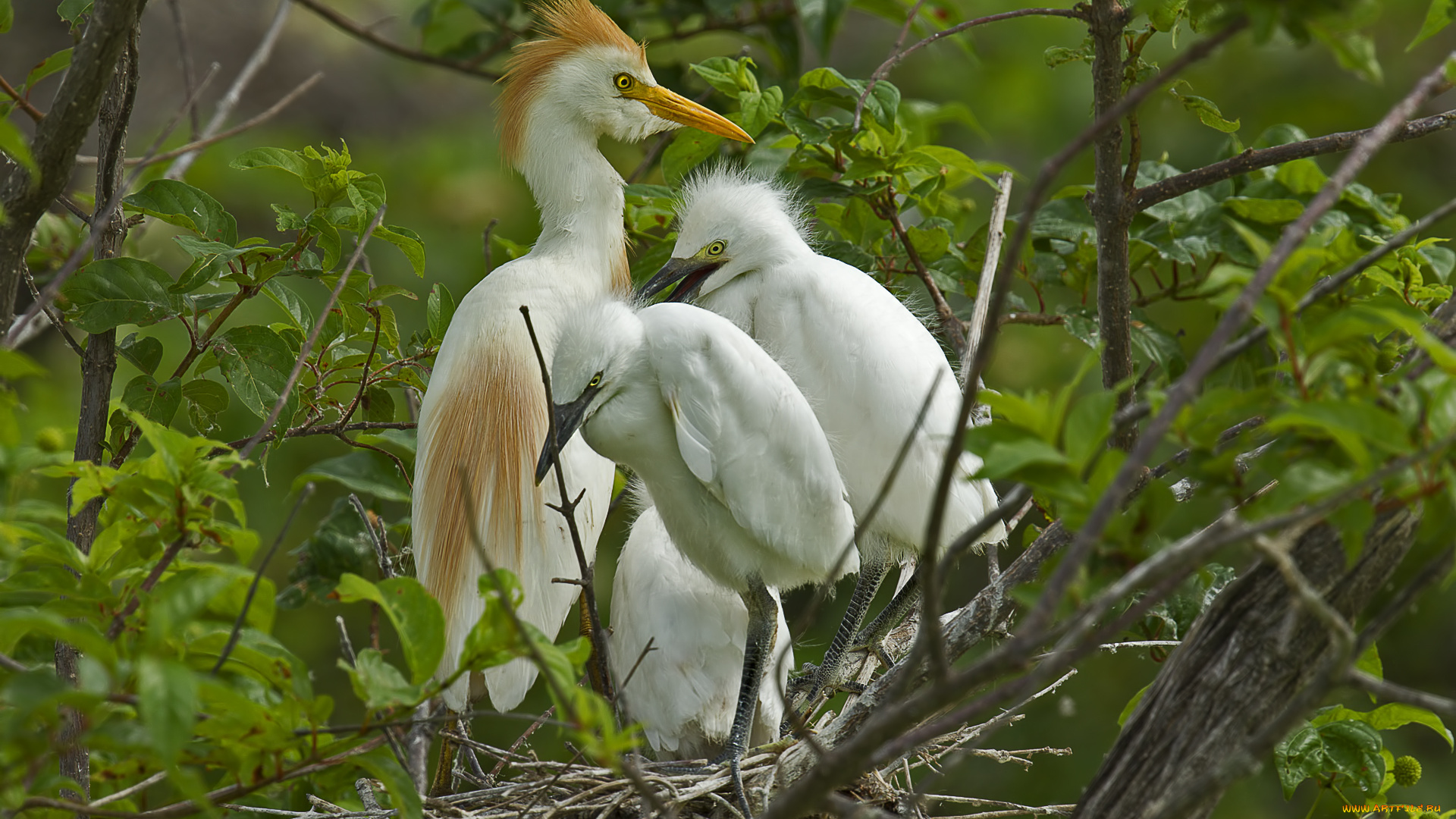 животные, цапли, , выпи, гнездо