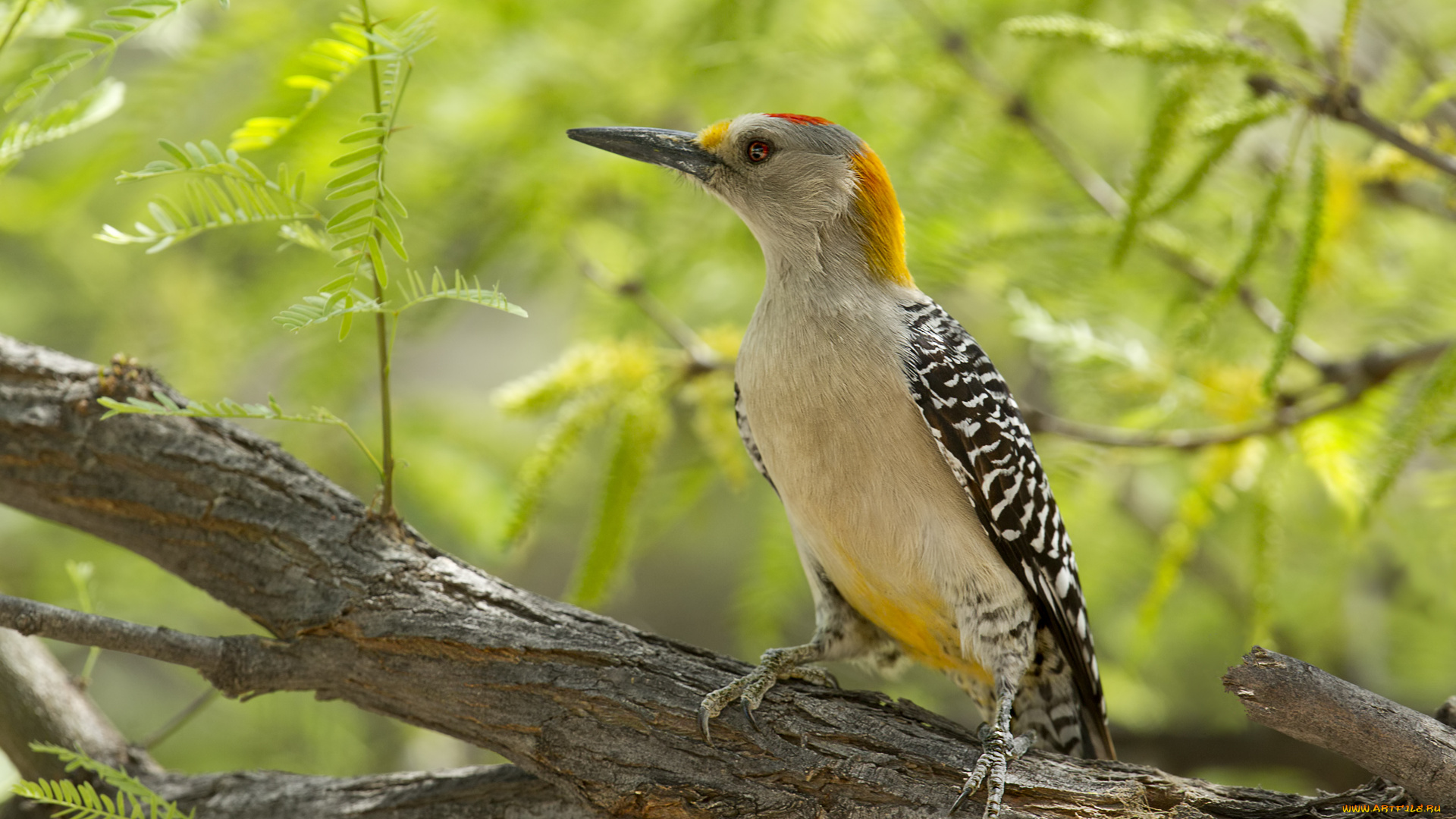 животные, дятлы, дятел