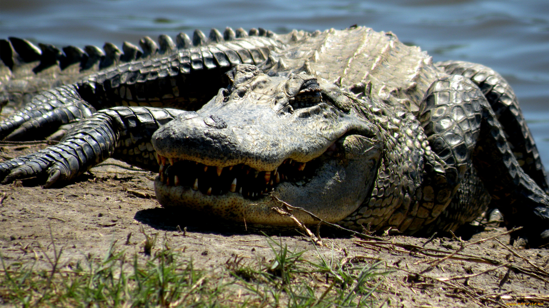 животные, крокодилы, crokodil