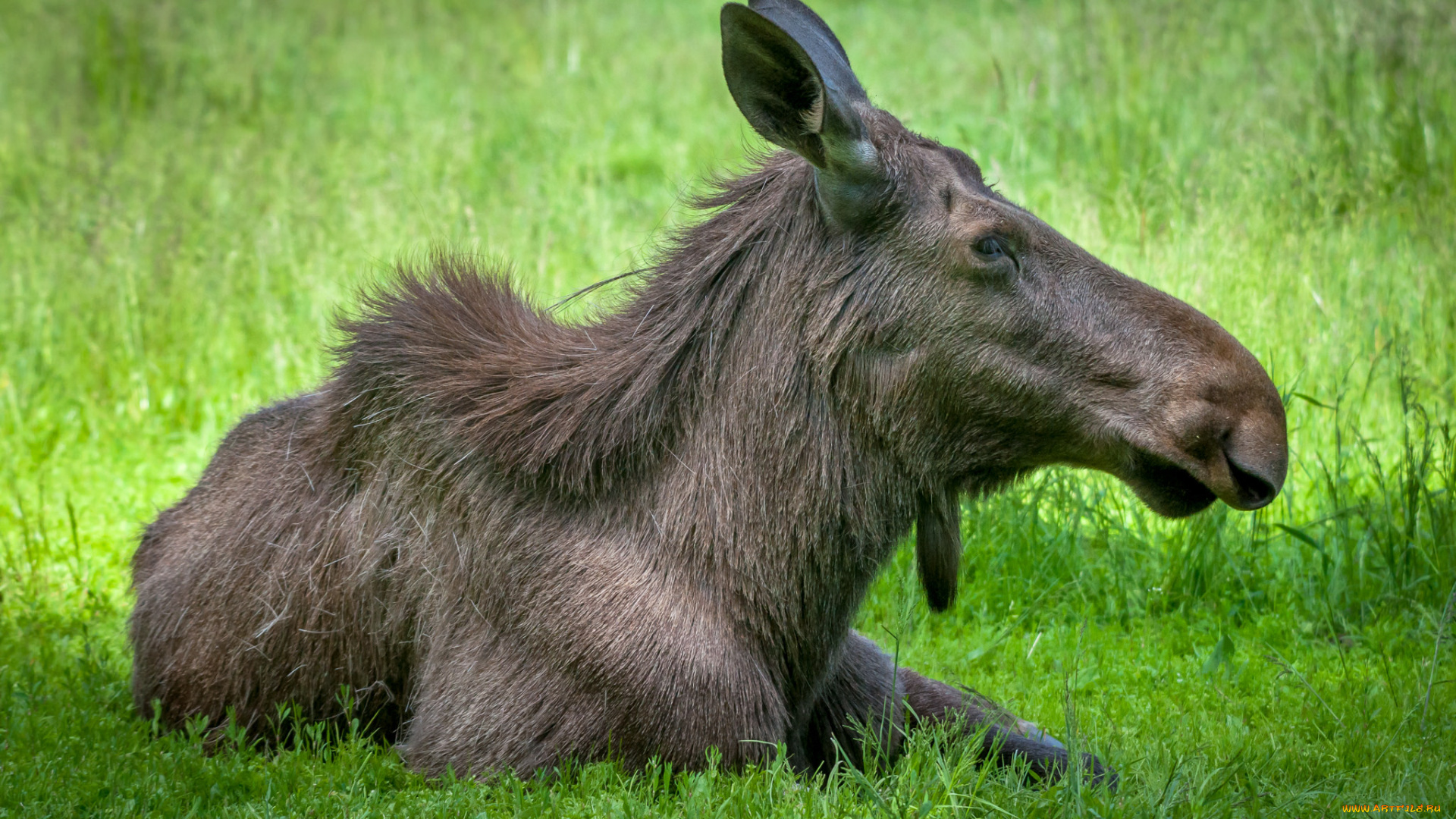 животные, лоси, сохатый
