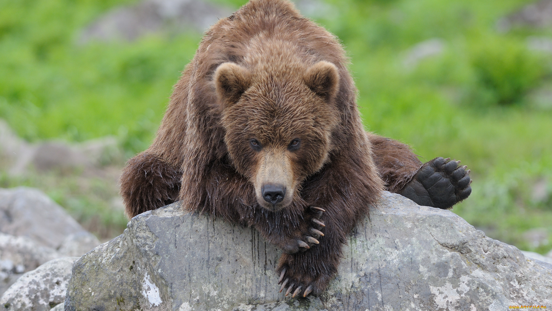 животные, медведи, медведь, мокрый, камень