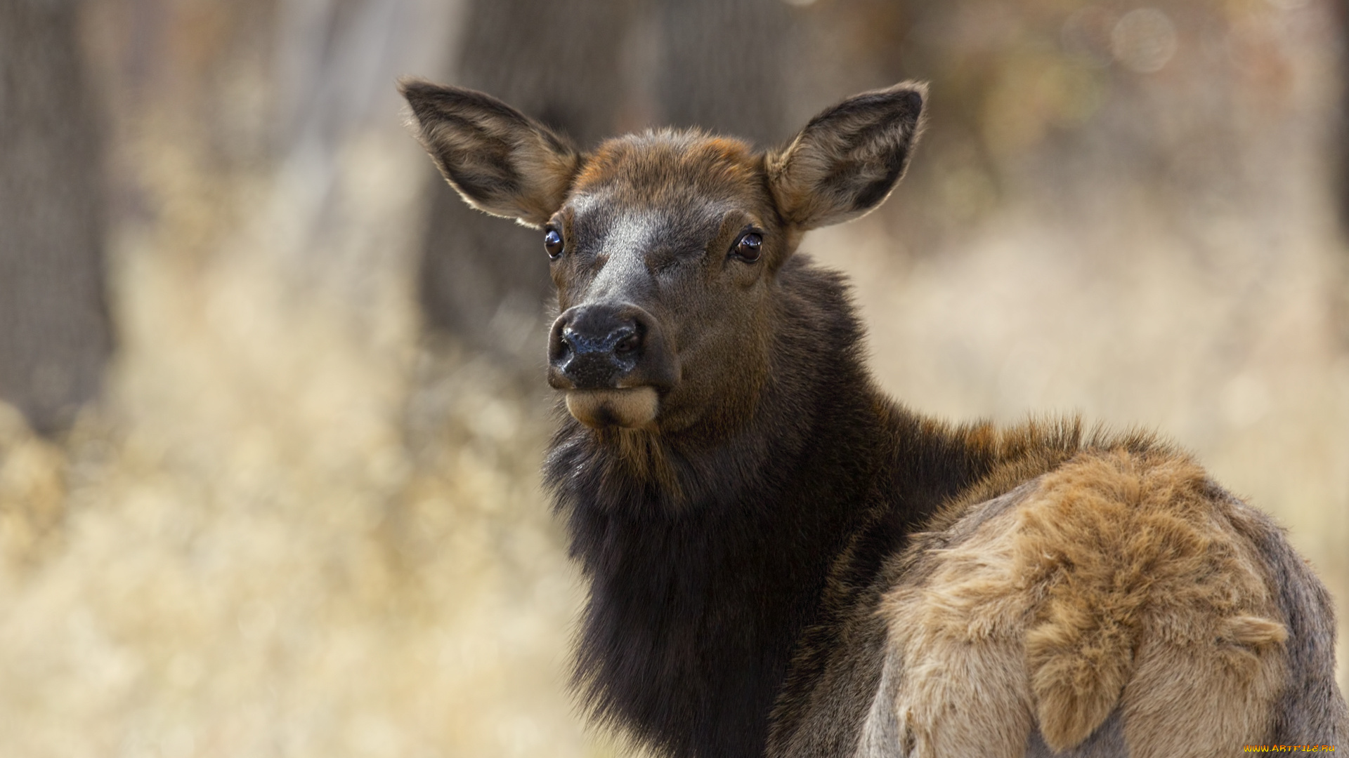 животные, олени, олень