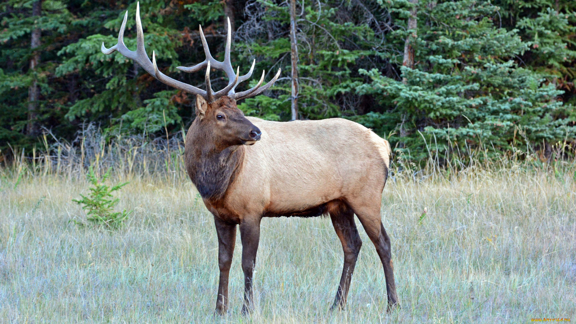 животные, олени, поляна, олень