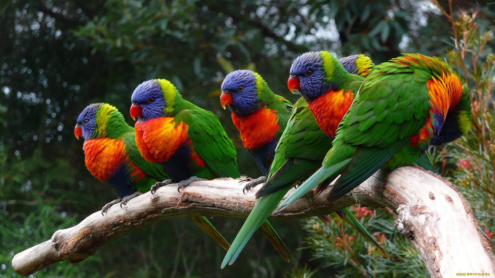животные, попугаи, попугайчики