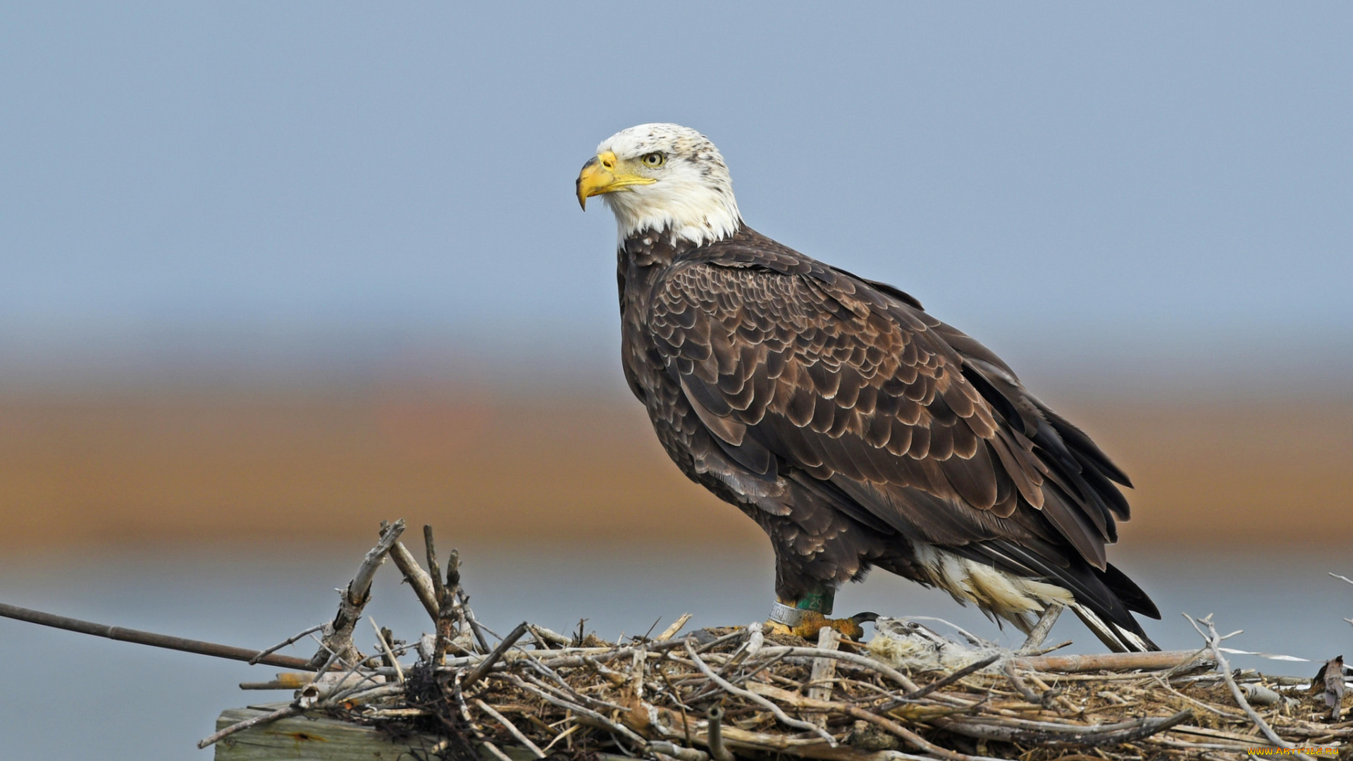животные, птицы, -, хищники, орлан, белоголовый