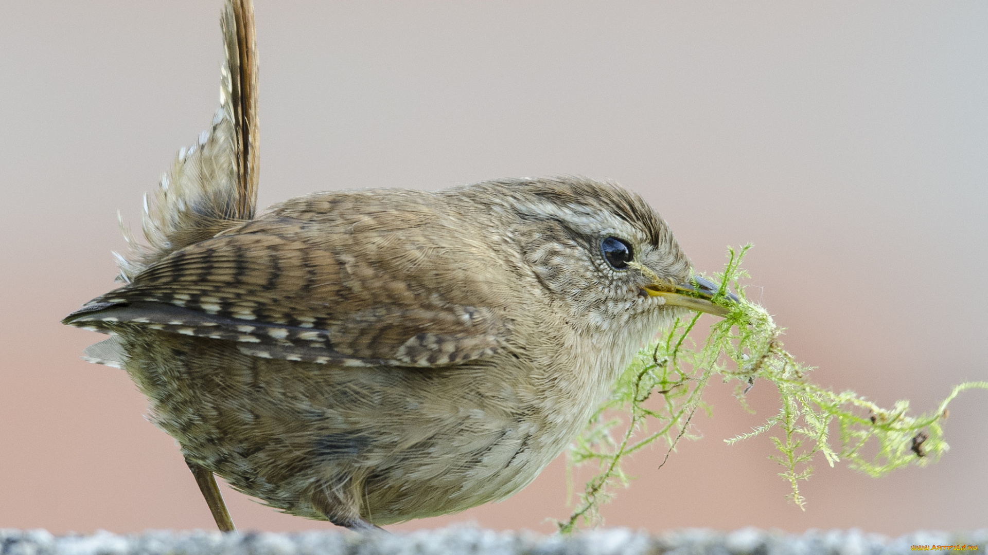 животные, птицы, птичка