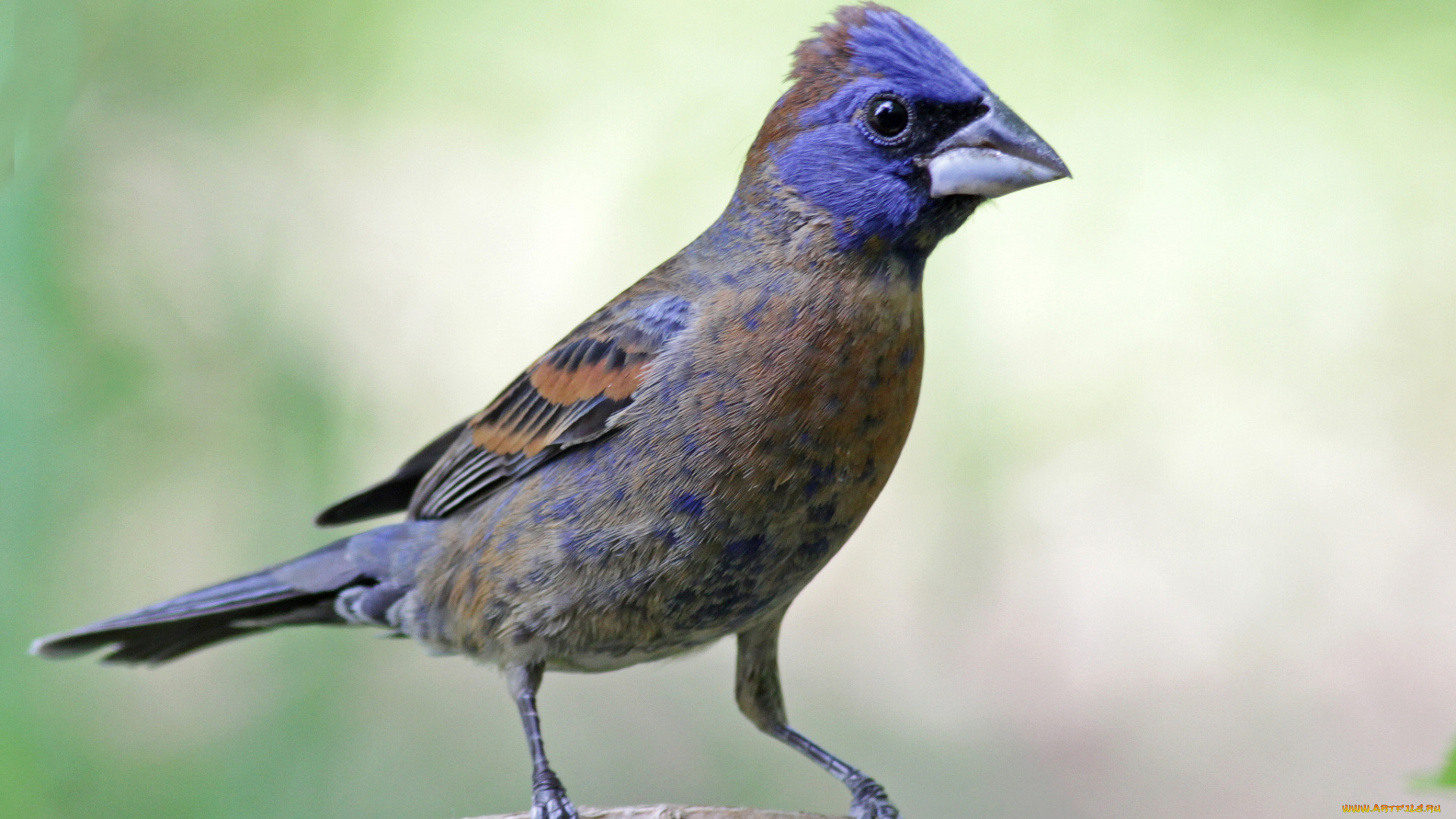 животные, птицы, птичка