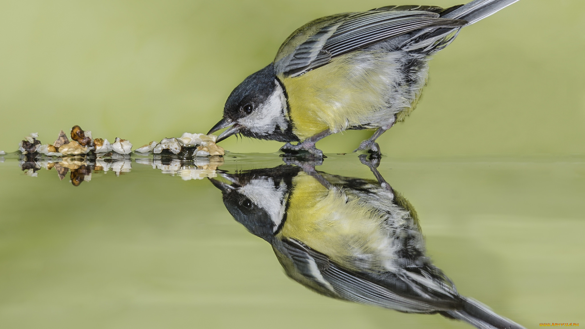 животные, синицы, , лазоревки, синичка