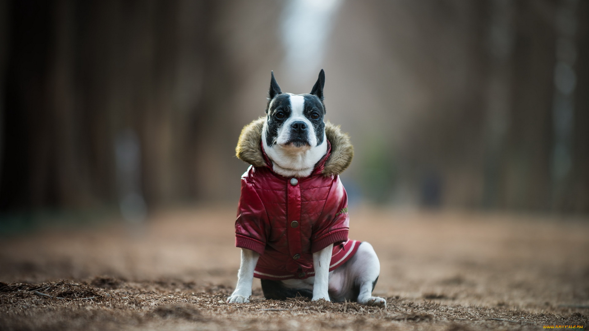 животные, собаки, boston, terrier, друг, взгляд, собака