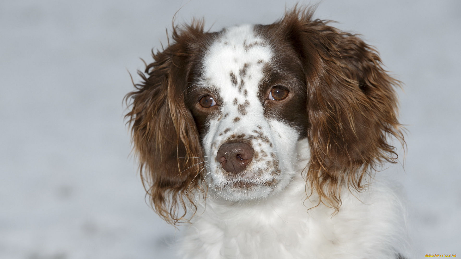 животные, собаки, друг, взгляд, собака