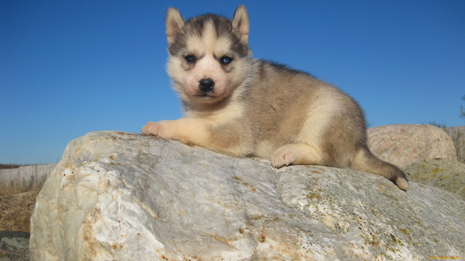 животные, собаки, камень, хаски, лайка, щенок