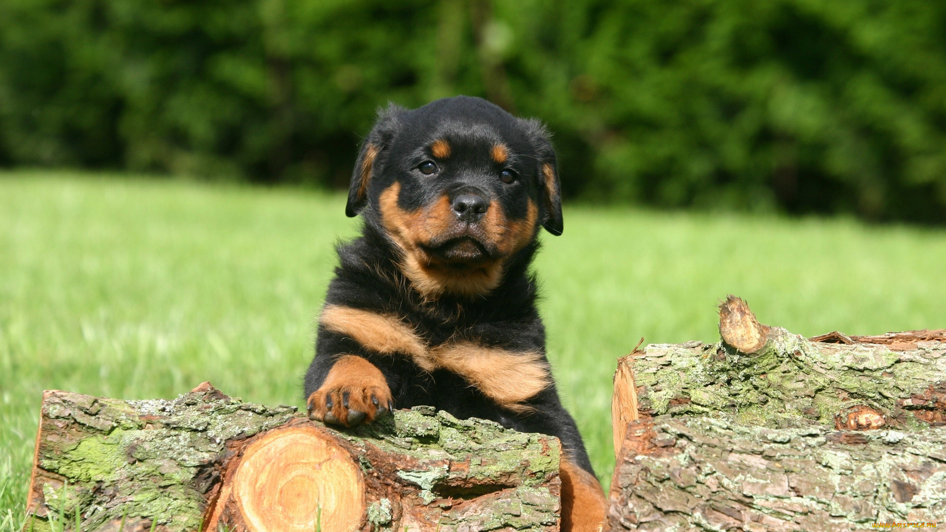 животные, собаки, лето, щенок, взгляд, бревна