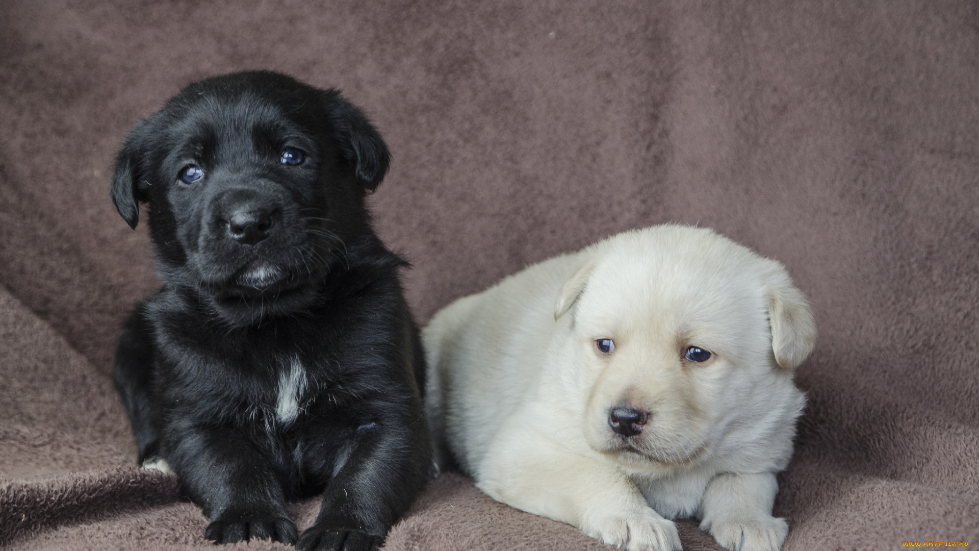 животные, собаки, щенята