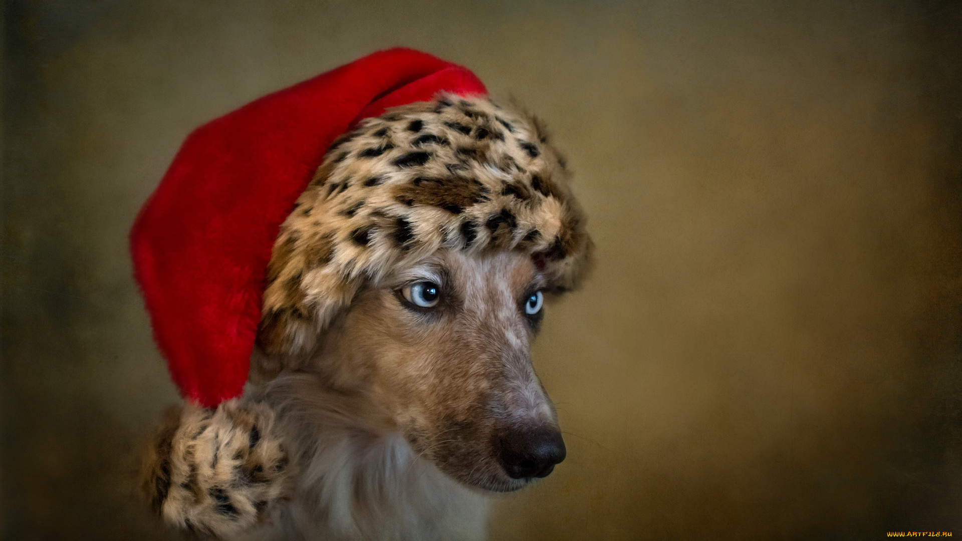 животные, собаки, взгляд, праздник, собака, друг