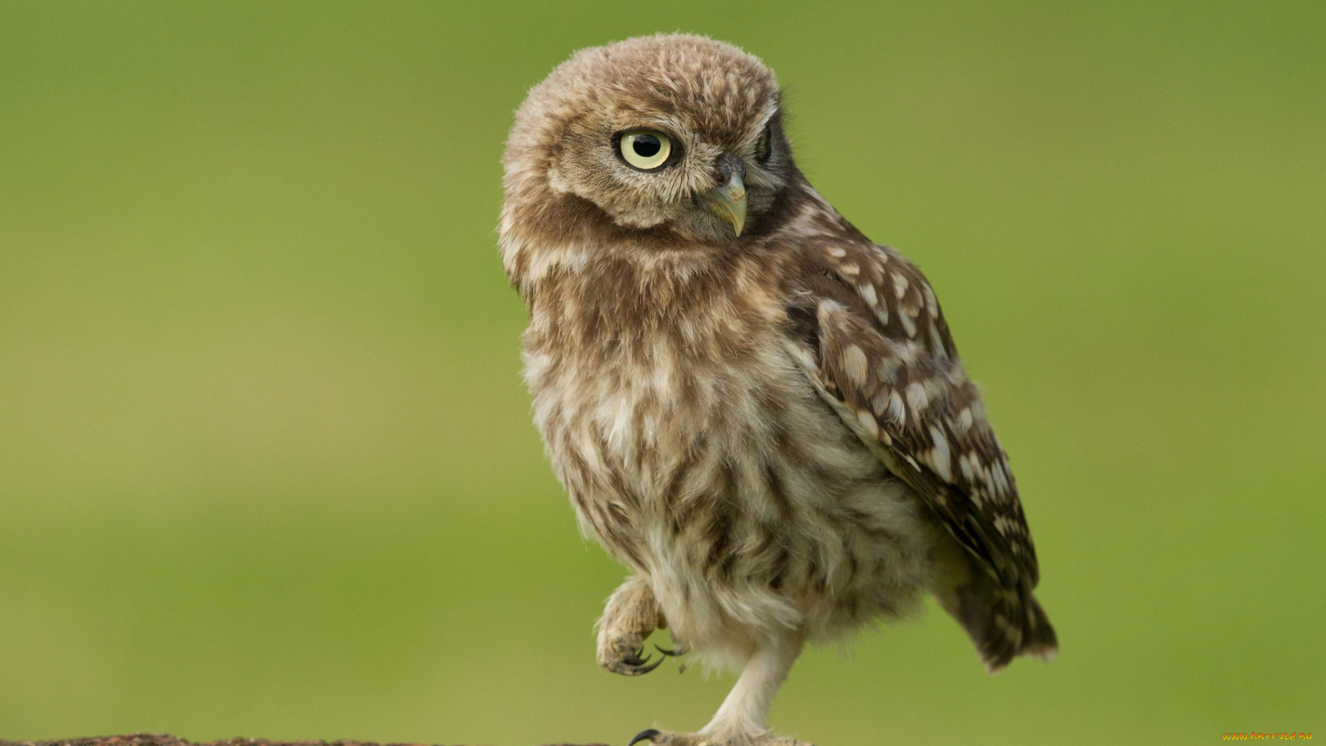 животные, совы, совенок