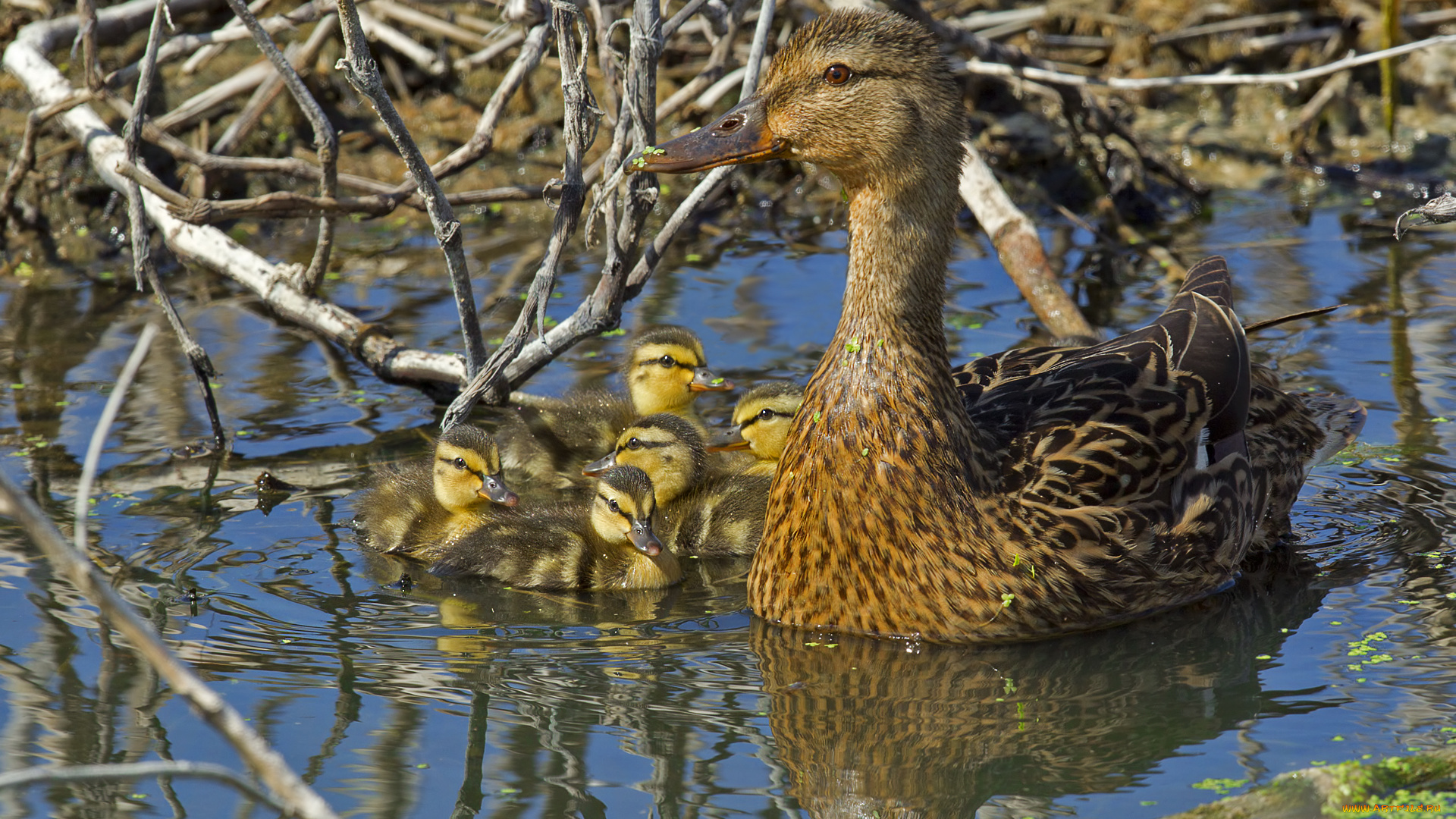 животные, утки, птенцы, утка