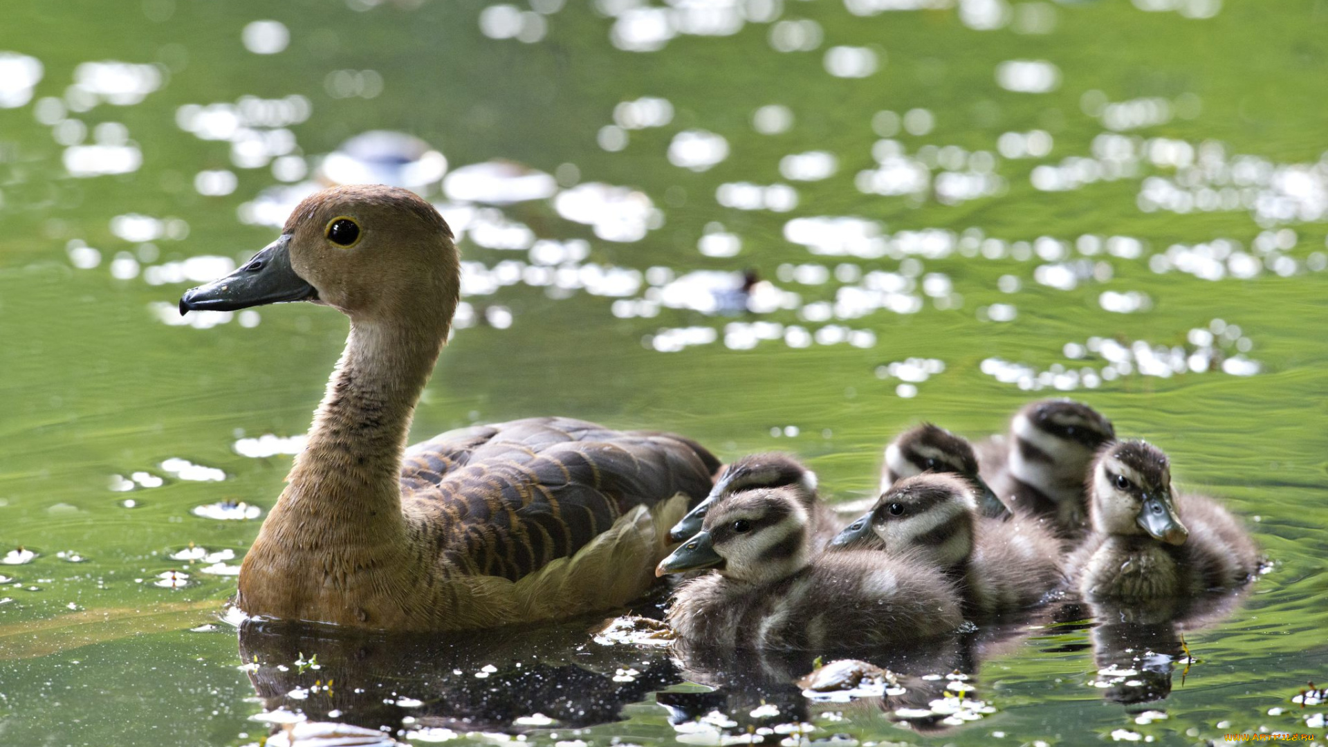 животные, утки, птенцы, утка