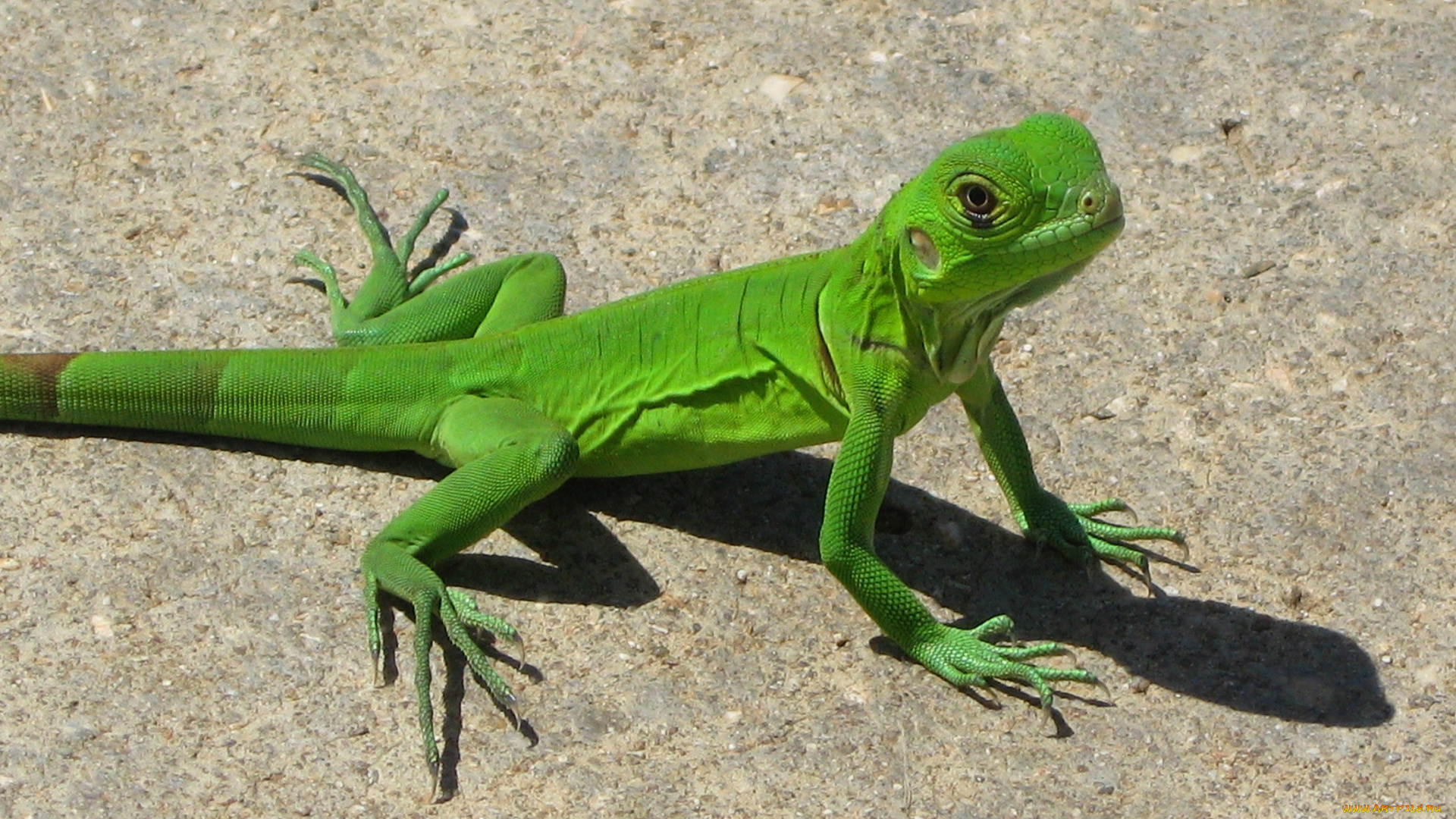 животные, Ящерицы, , игуаны, , вараны, ящерица, зеленая, взгляд