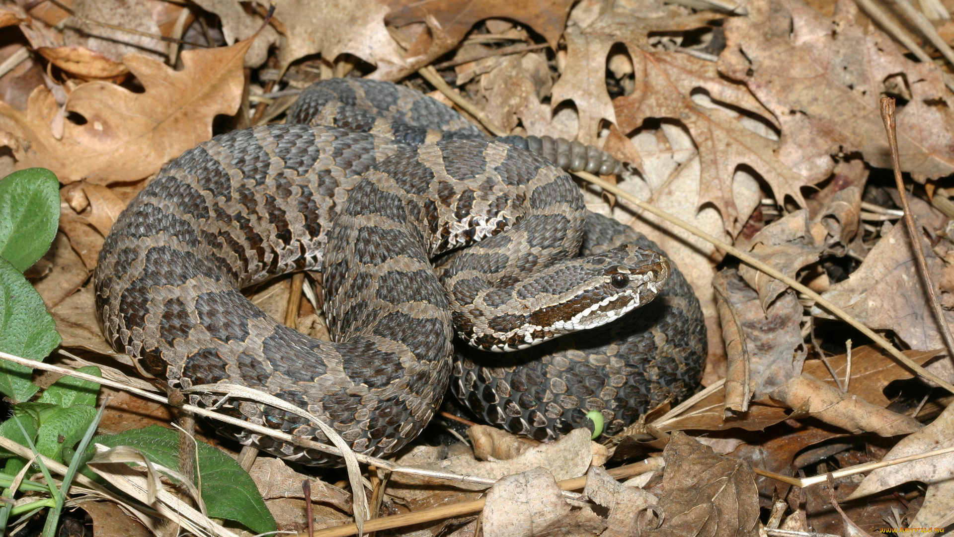 животные, змеи, , питоны, , кобры, змея