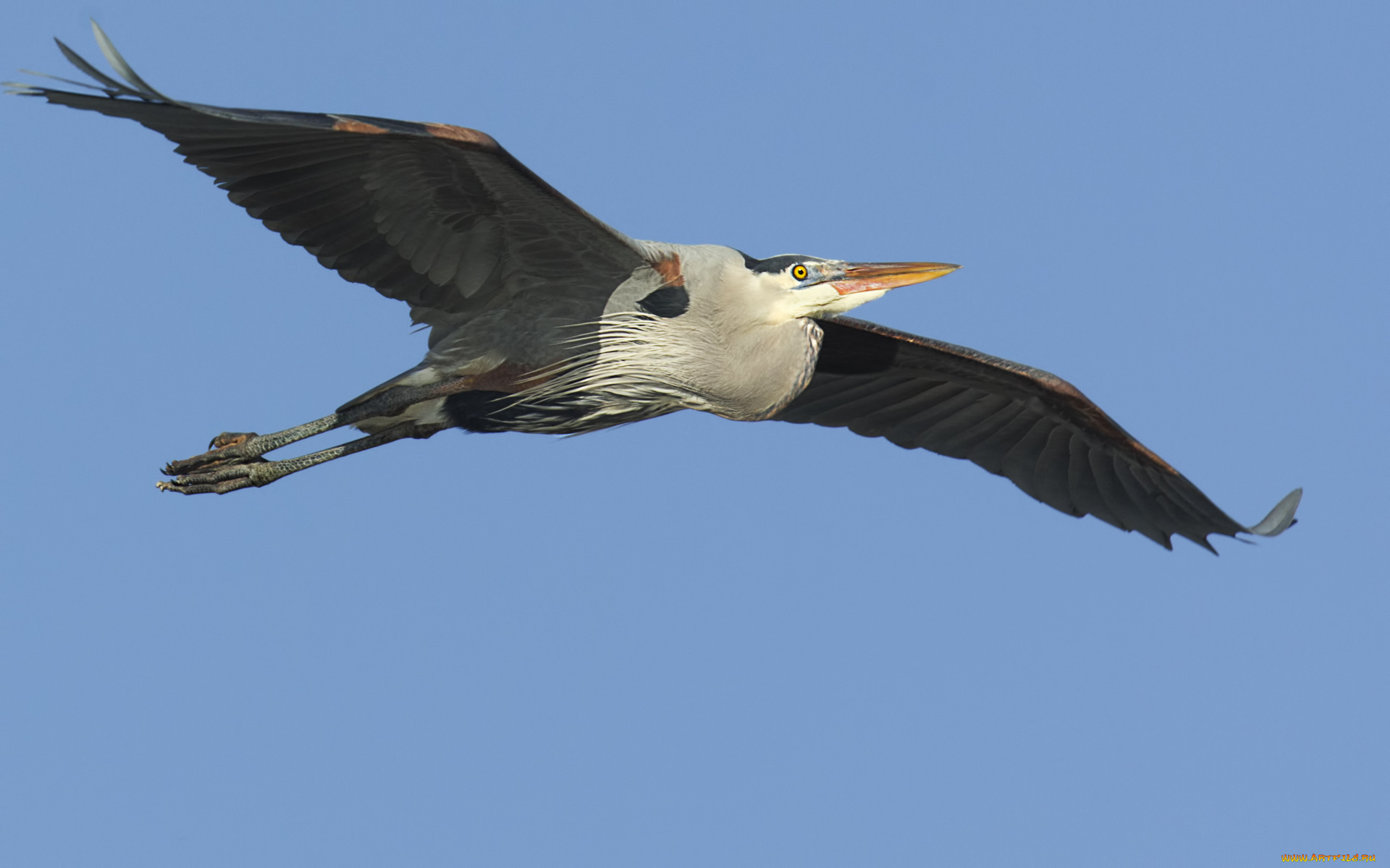 животные, аисты, марабу