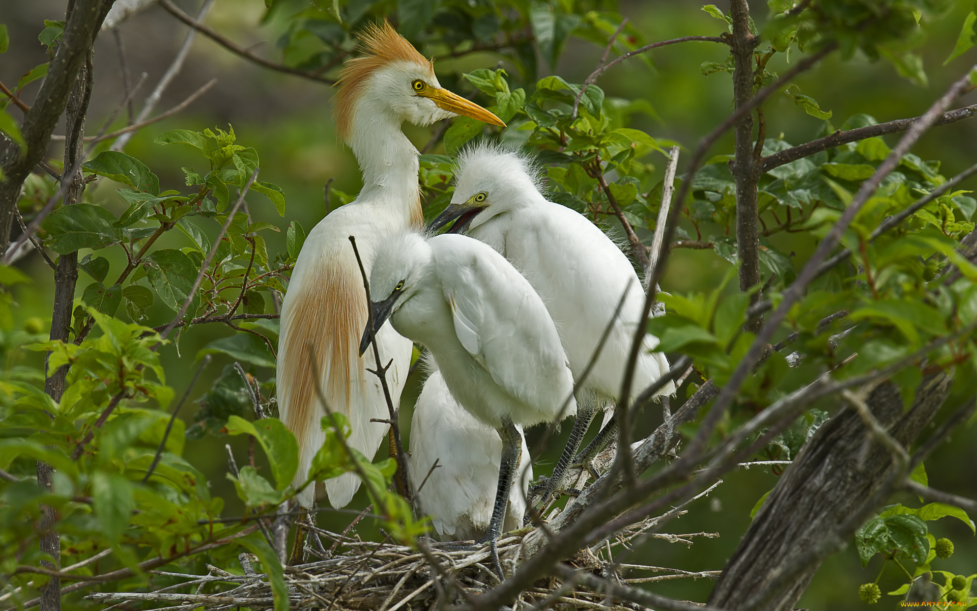 животные, цапли, , выпи, гнездо