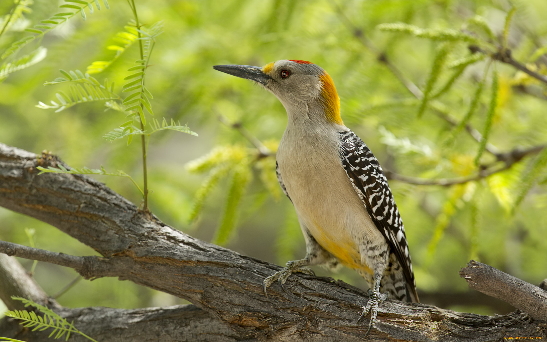 животные, дятлы, дятел