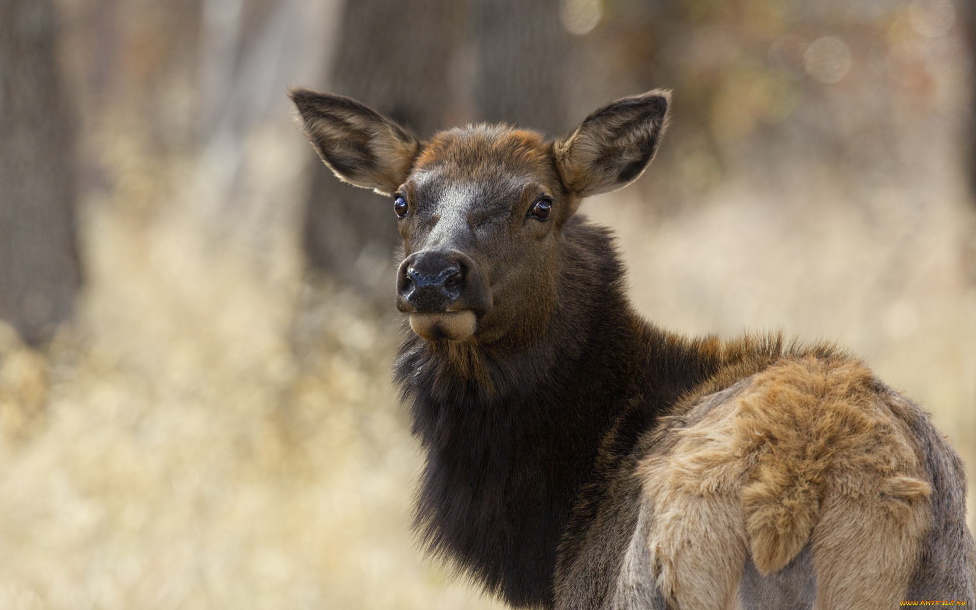 животные, олени, олень