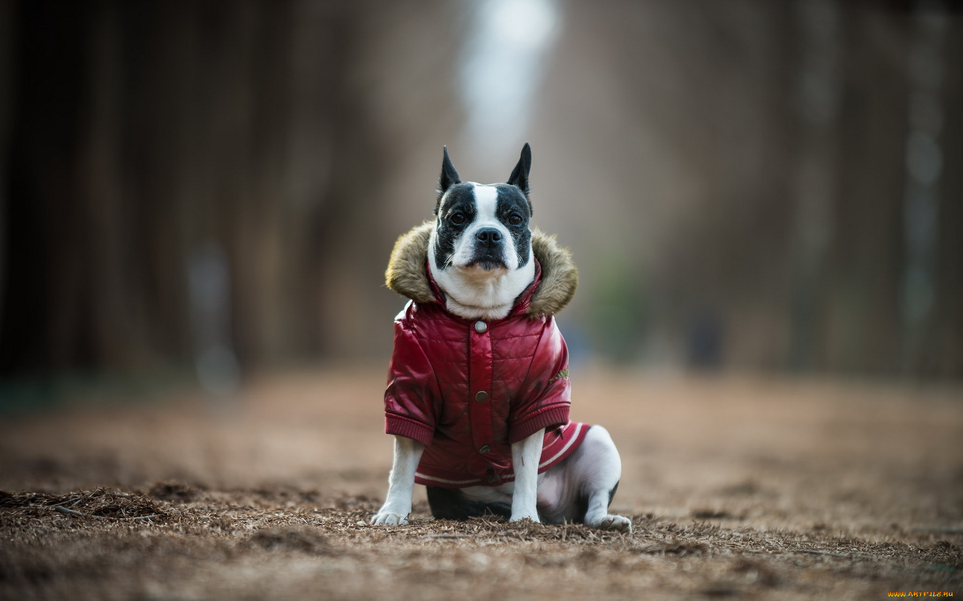 животные, собаки, boston, terrier, друг, взгляд, собака
