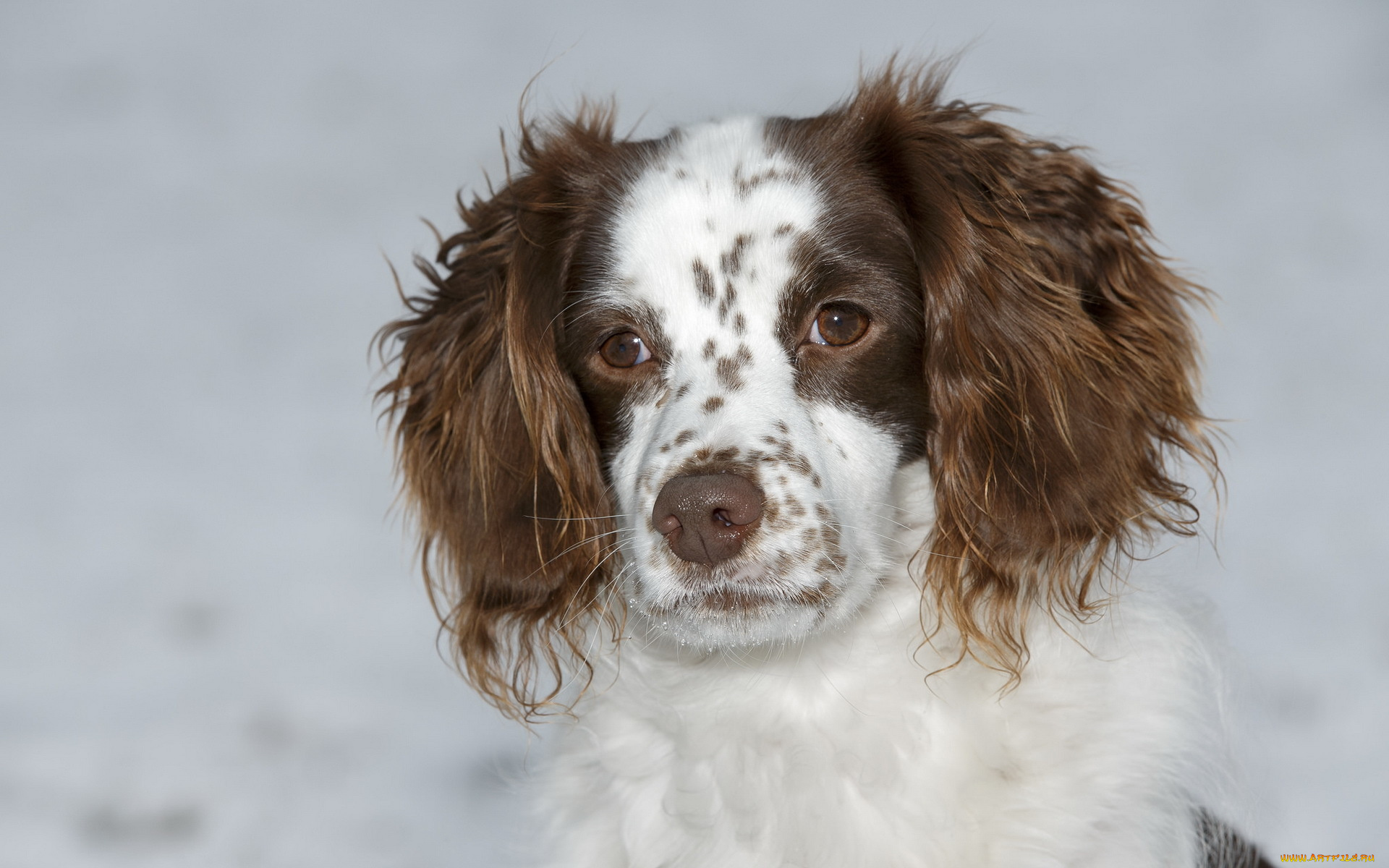 животные, собаки, друг, взгляд, собака