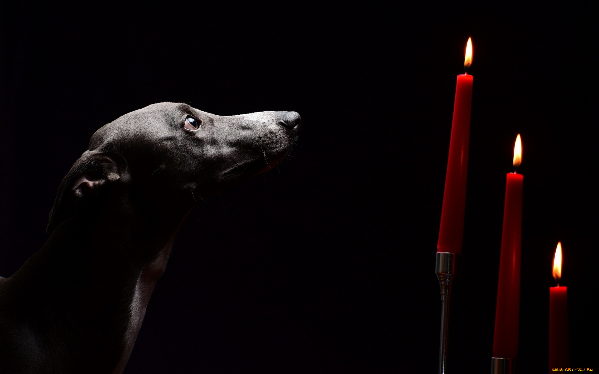 животные, собаки, свечи, взгляд, собака