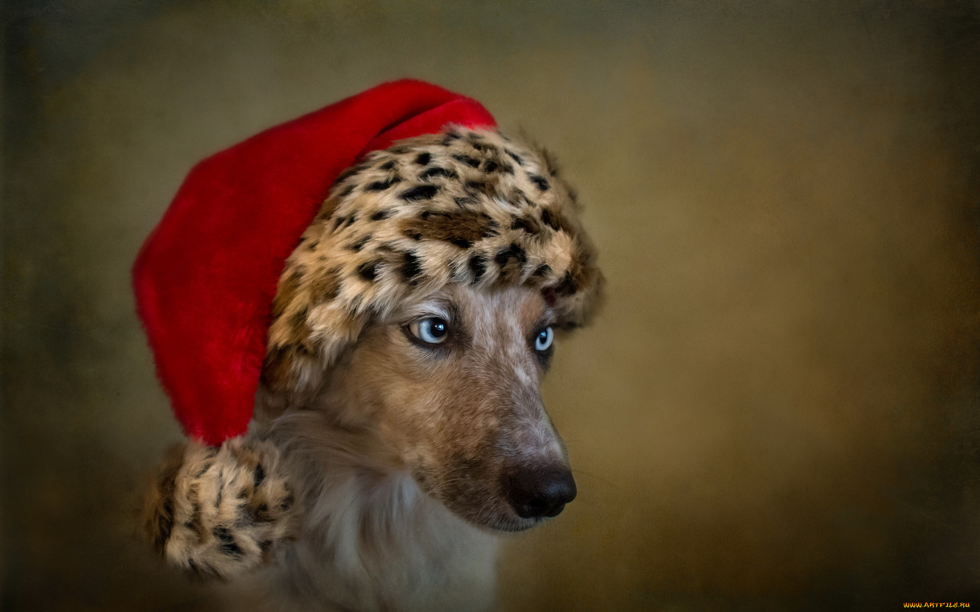 животные, собаки, взгляд, праздник, собака, друг