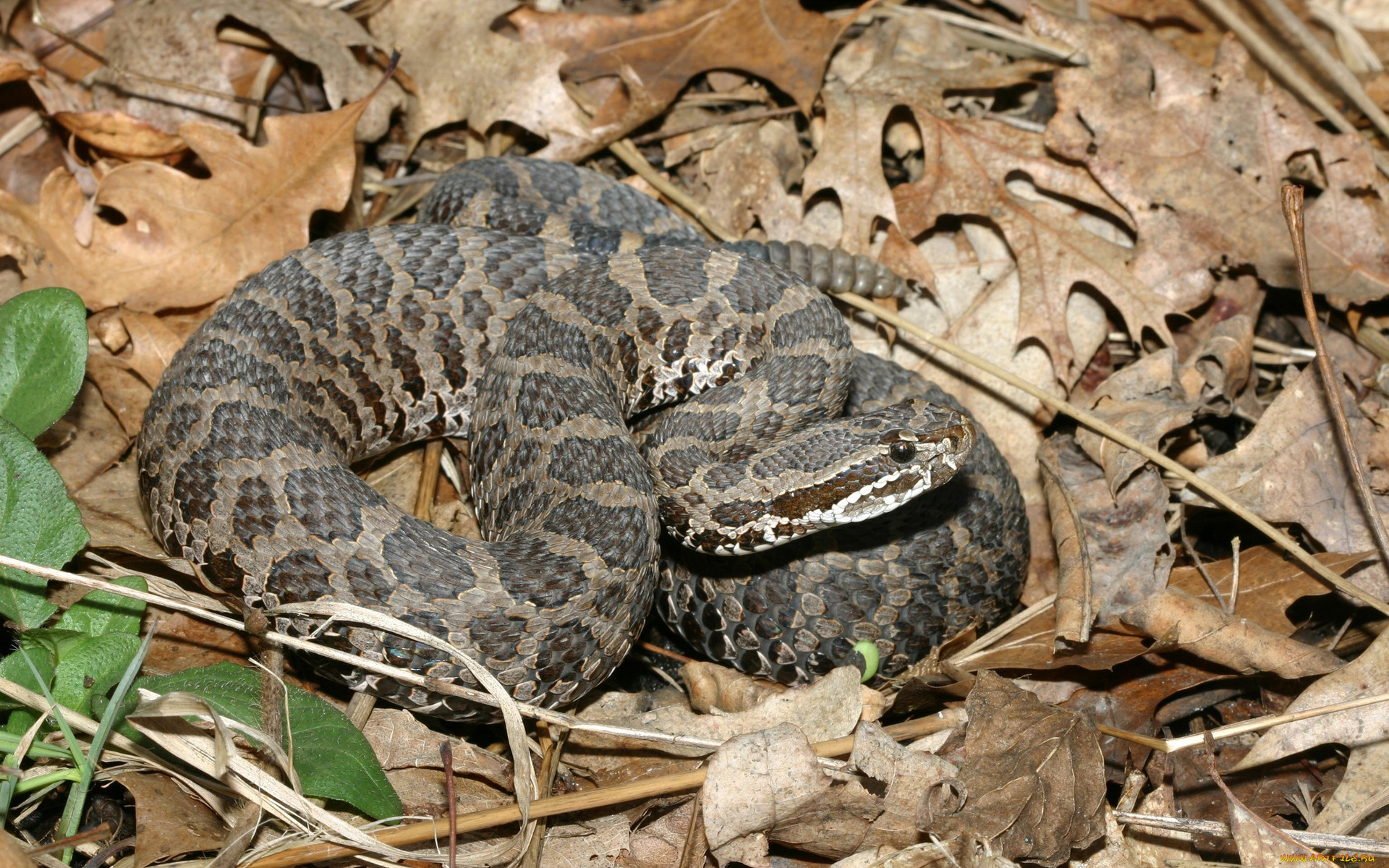 животные, змеи, , питоны, , кобры, змея