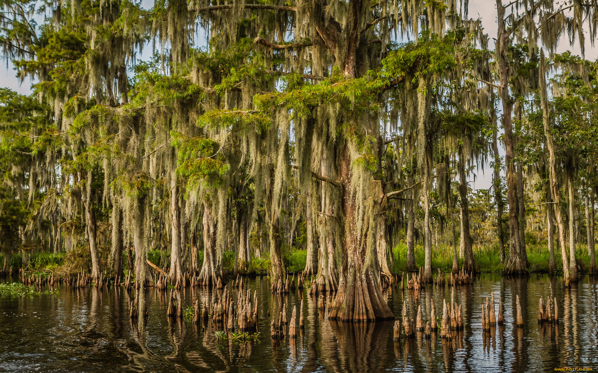 природа, тропики, мангры, вода