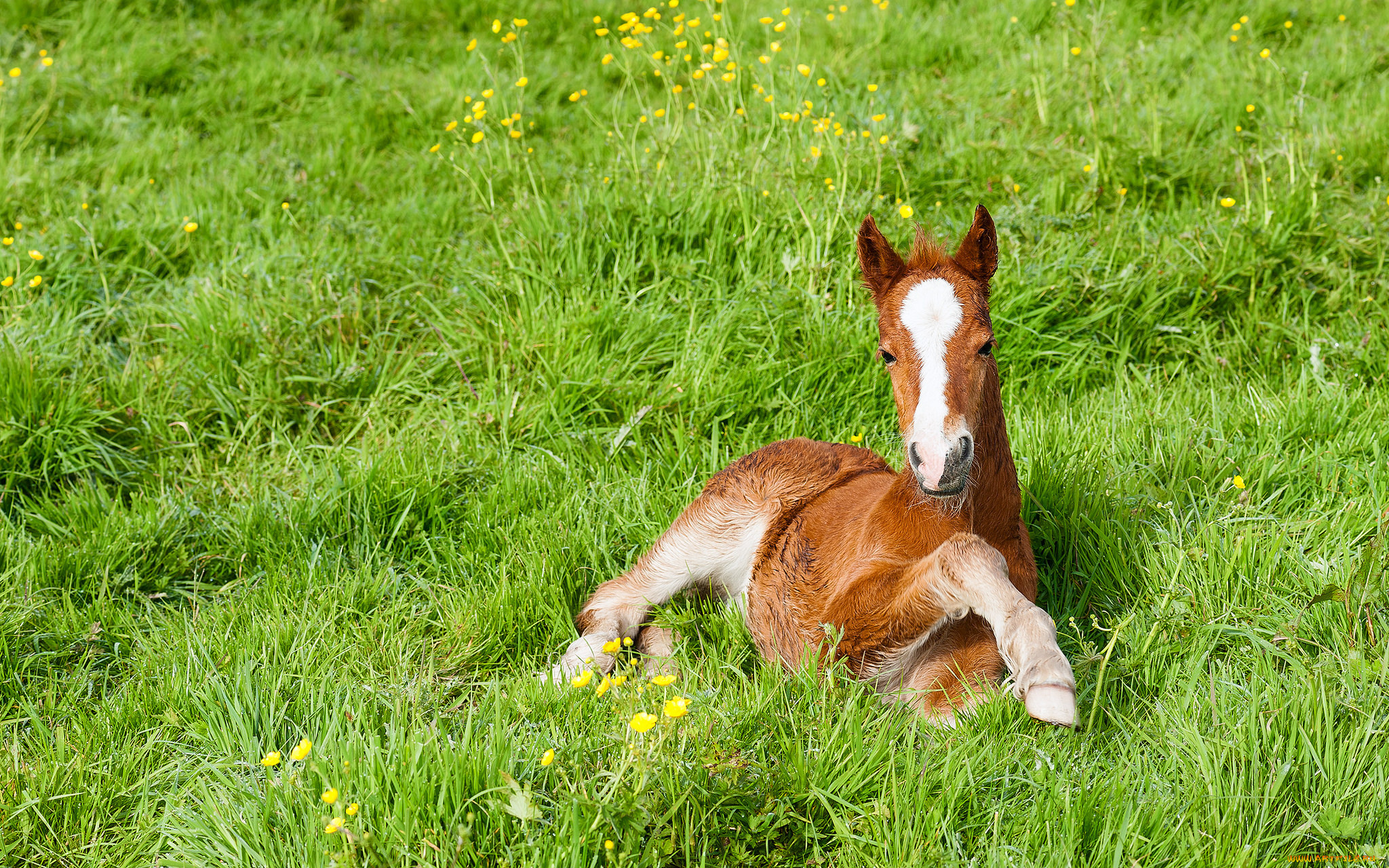 животные, лошади, жеребенок