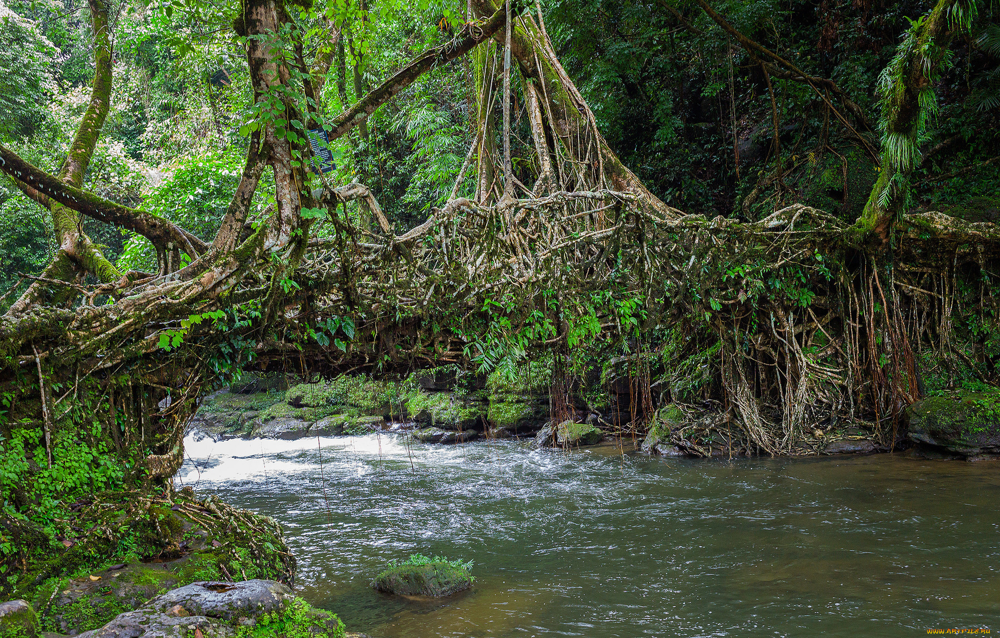 природа, реки, озера, мост, река, лес