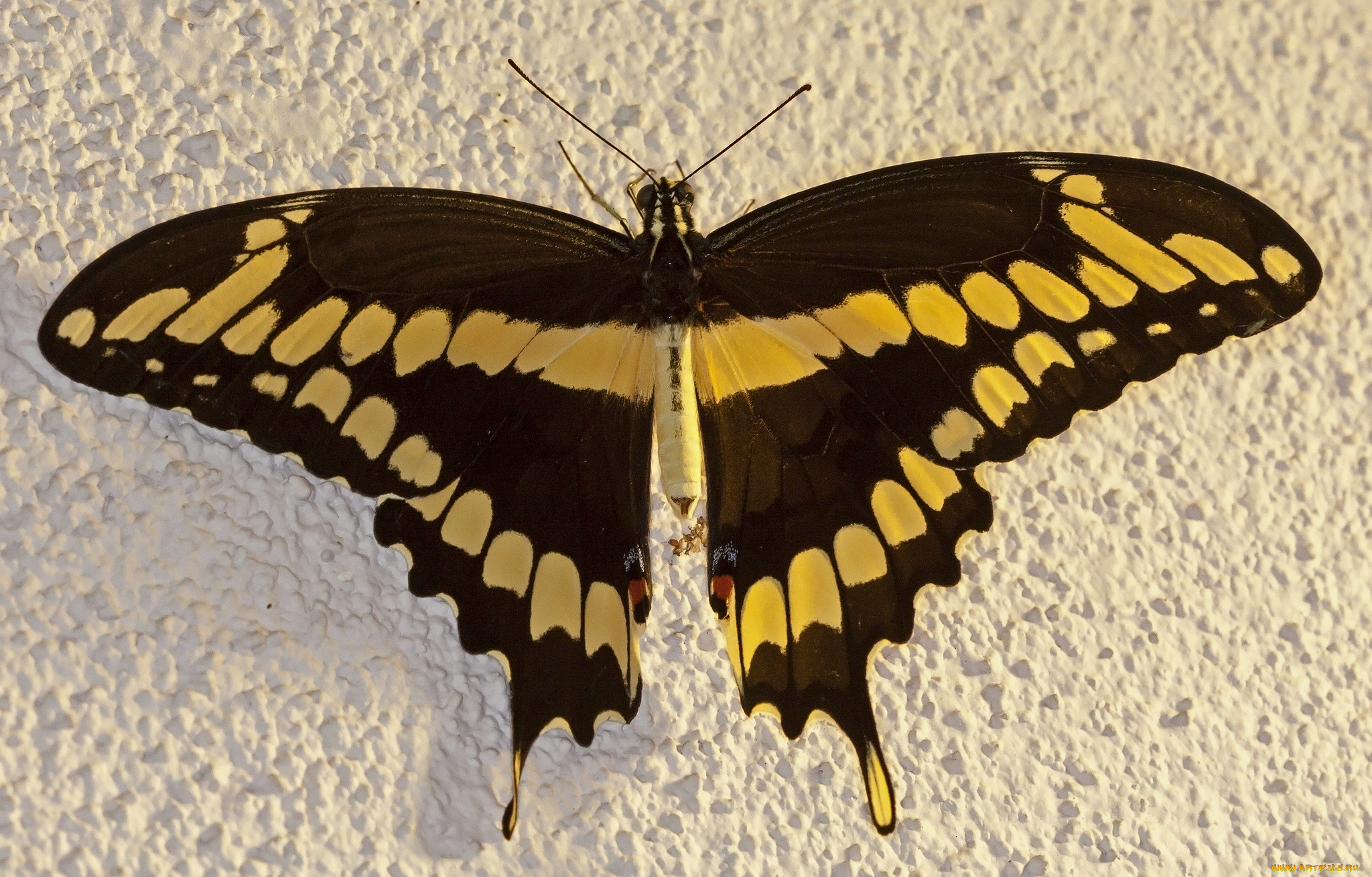 животные, бабочки, , мотыльки, , моли, бабочка