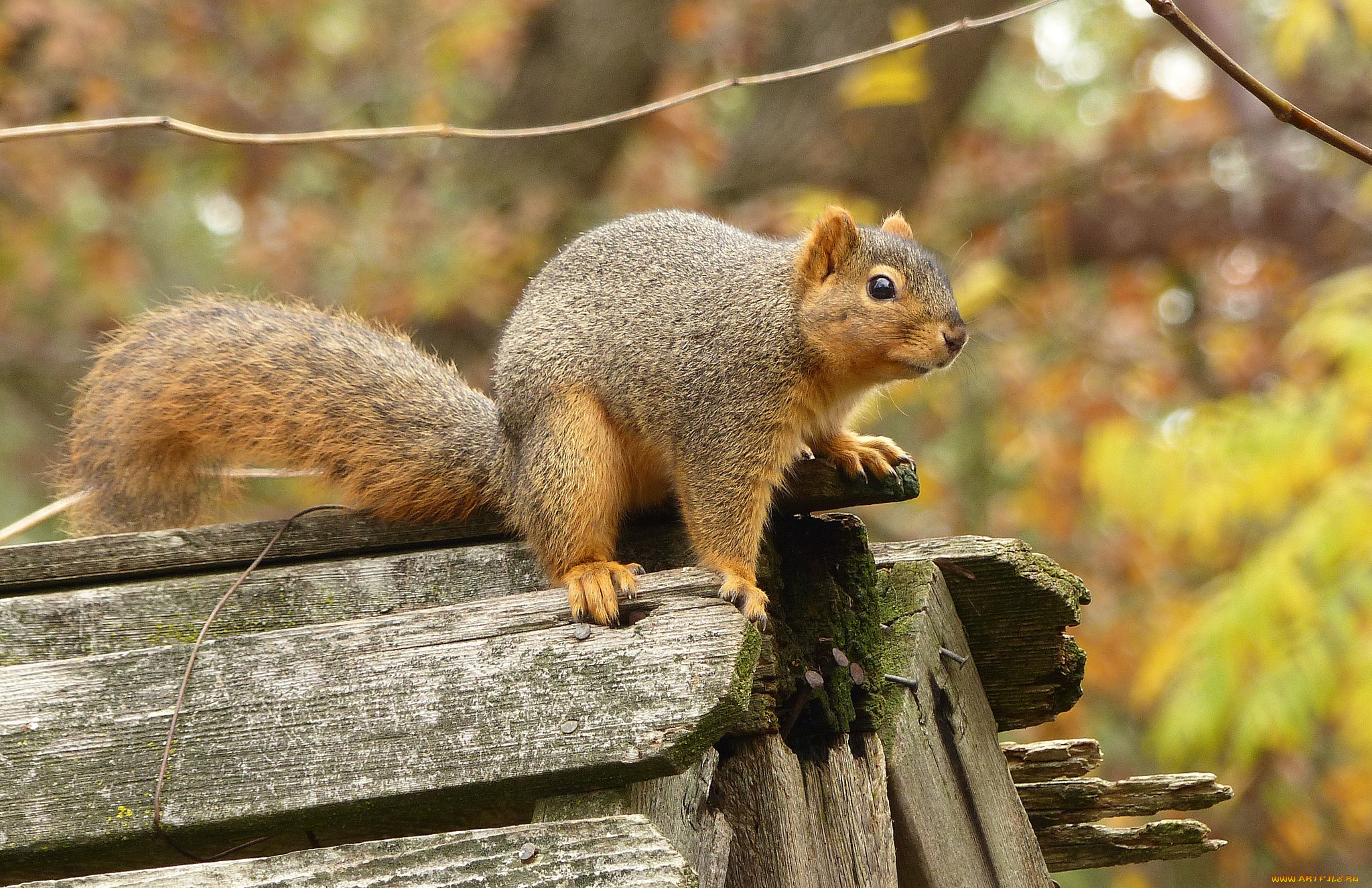 животные, белки, белка