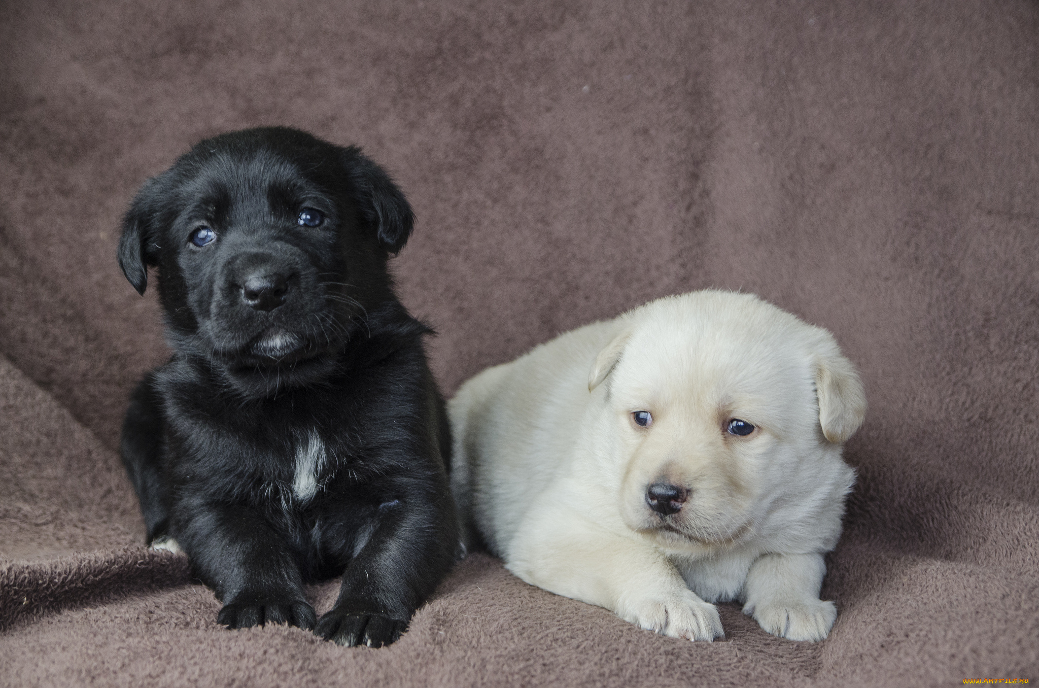 животные, собаки, щенята