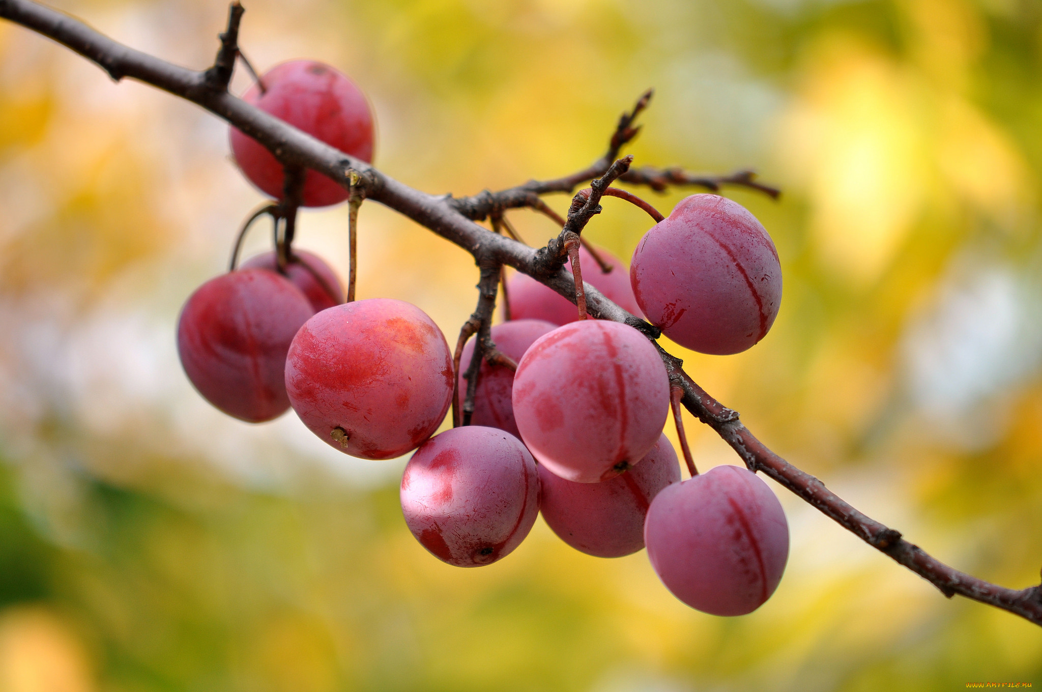 природа, плоды, сливы, ветка
