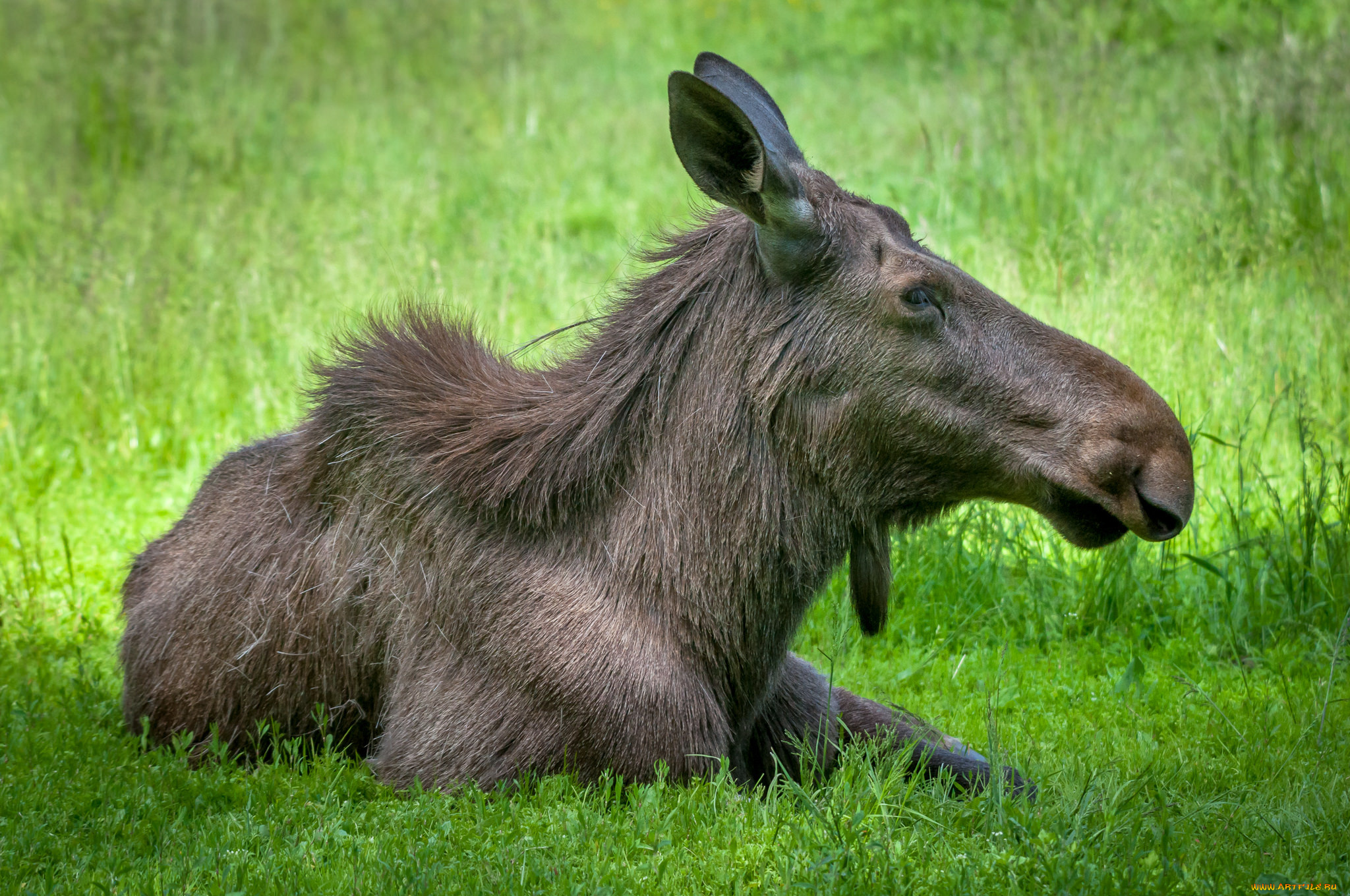 животные, лоси, сохатый