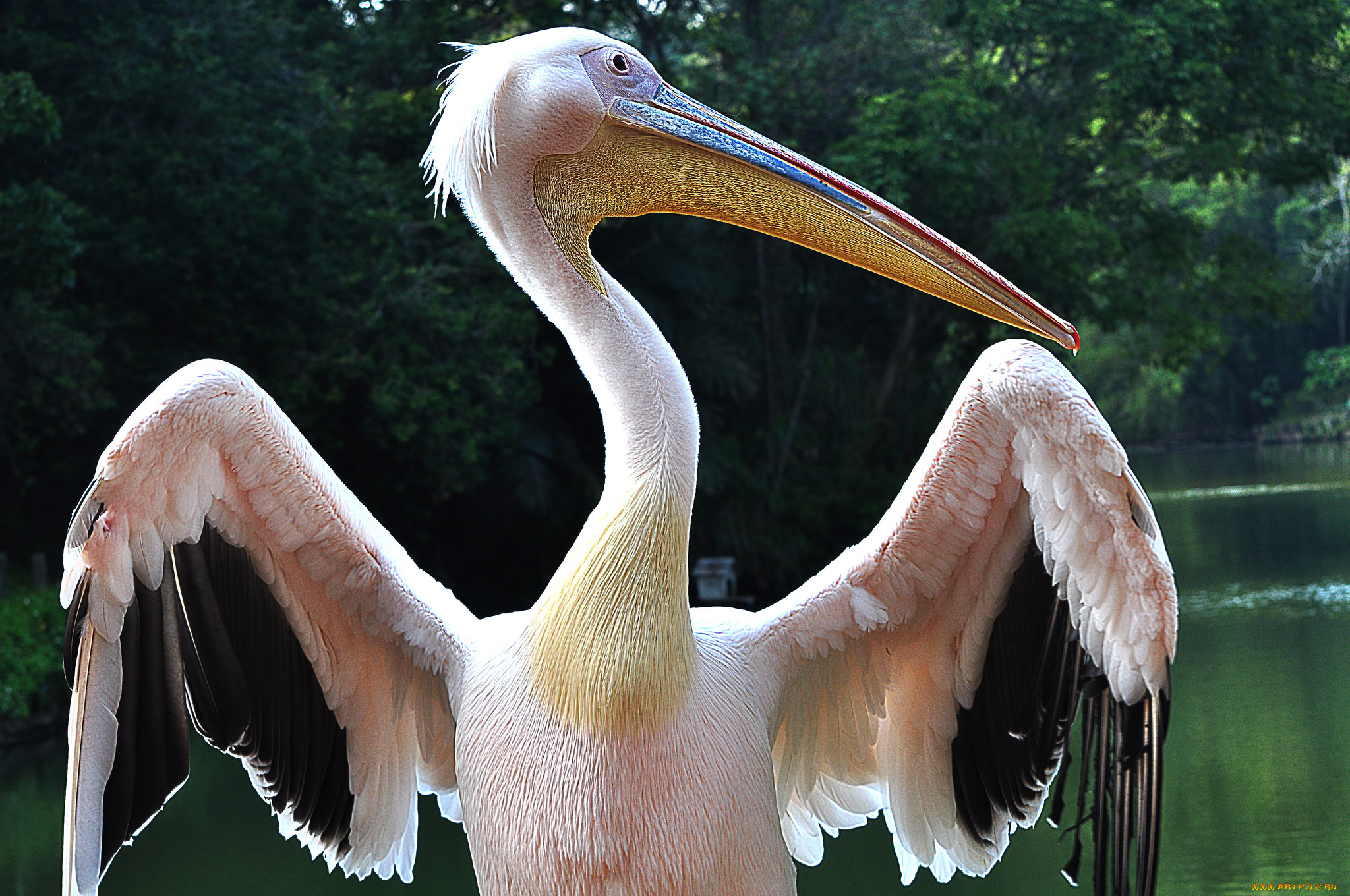 животные, пеликаны, пеликан