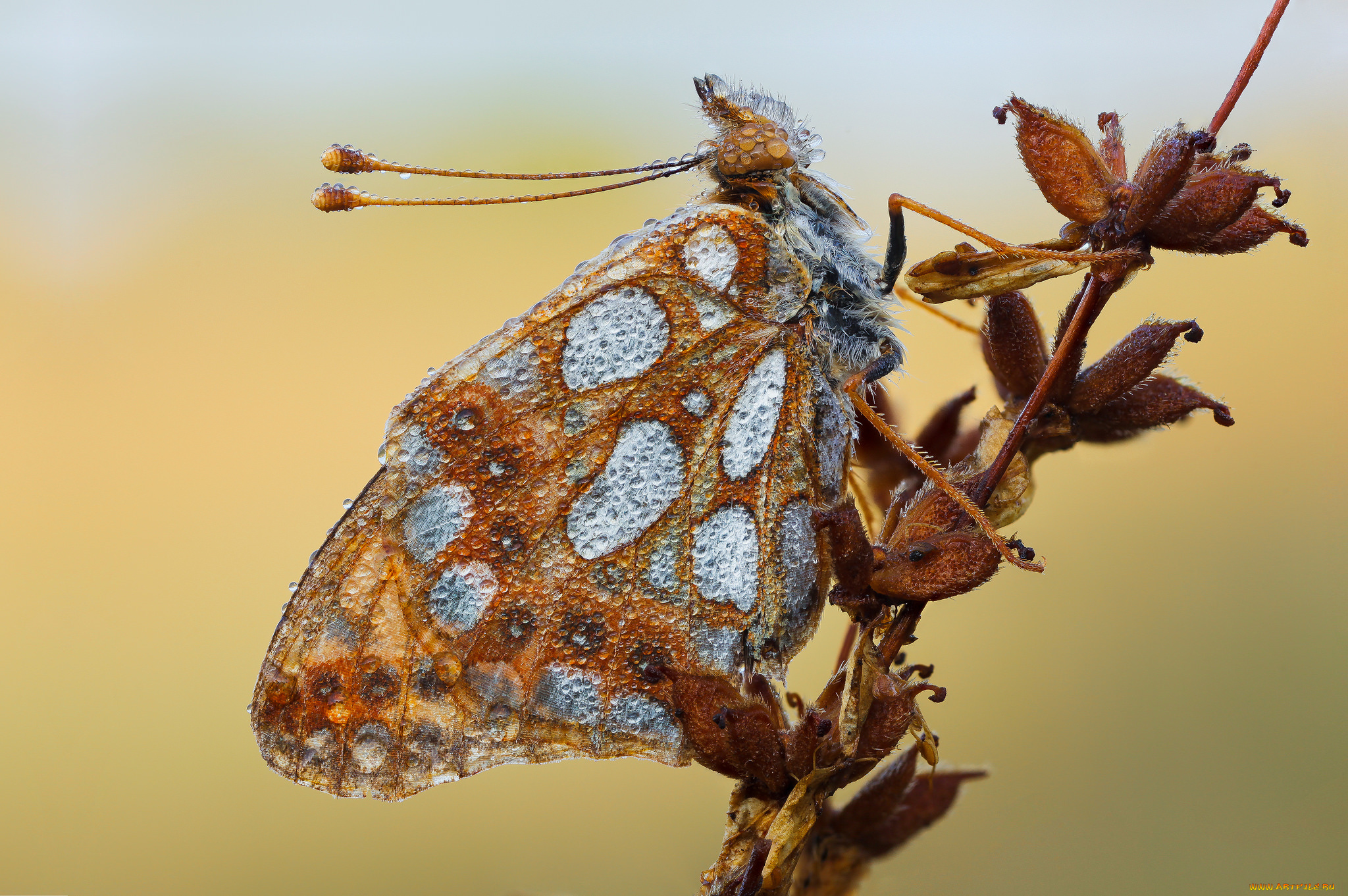 животные, бабочки, , мотыльки, , моли, бабочка