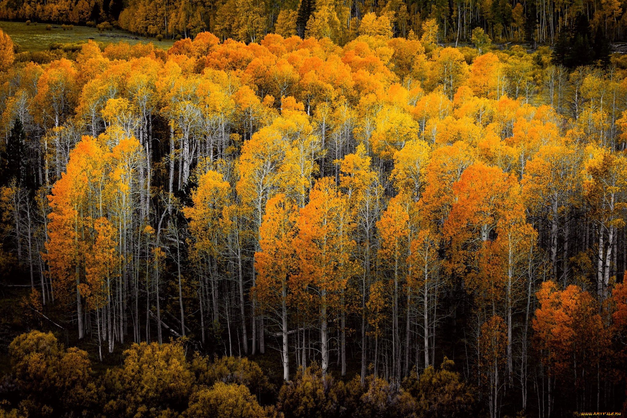 природа, лес, деревья, осень