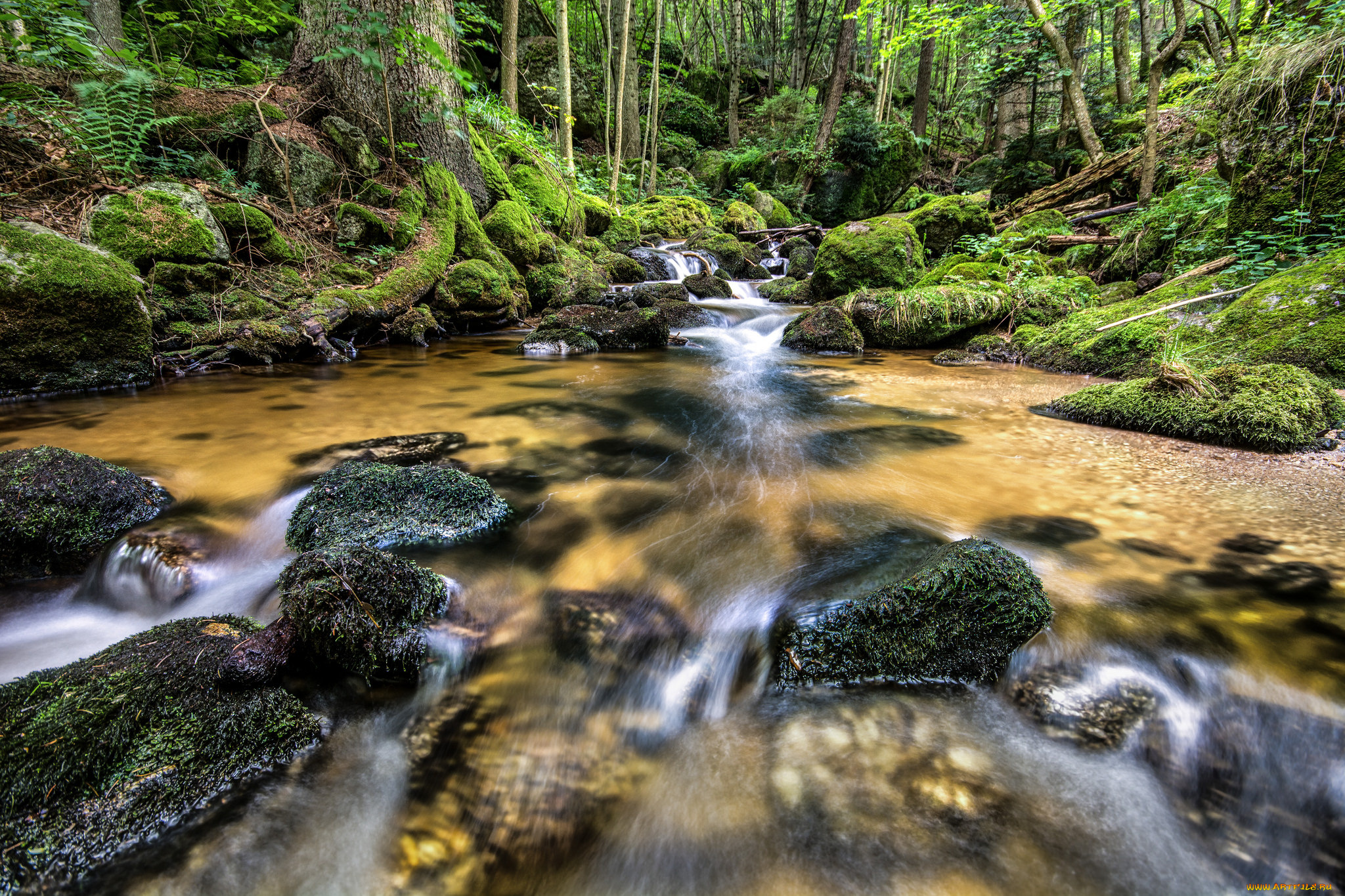 природа, реки, озера, речка, лес