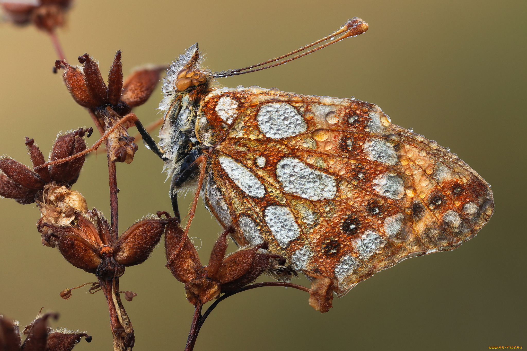 животные, бабочки, , мотыльки, , моли, бабочка