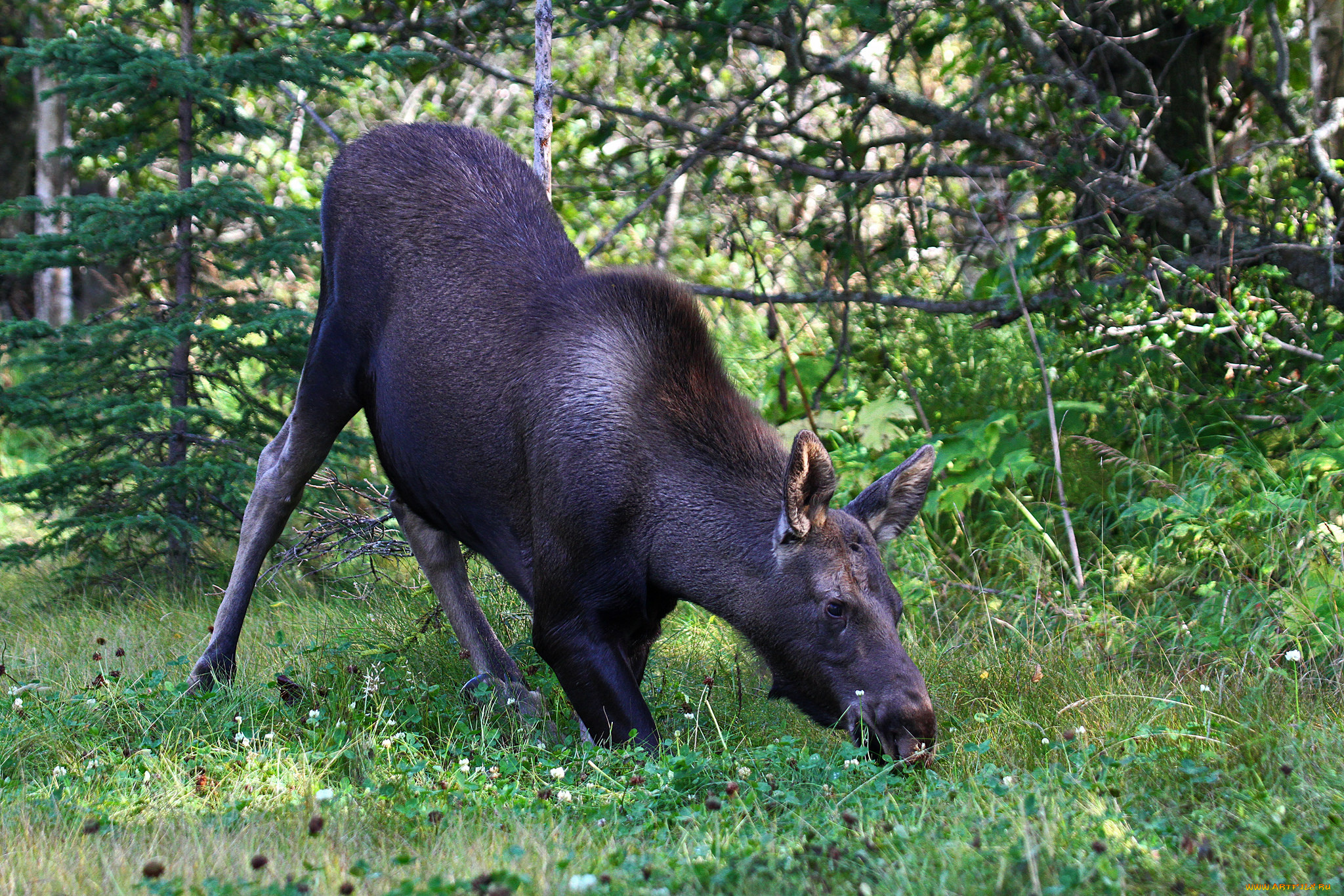 животные, лоси, сохатый