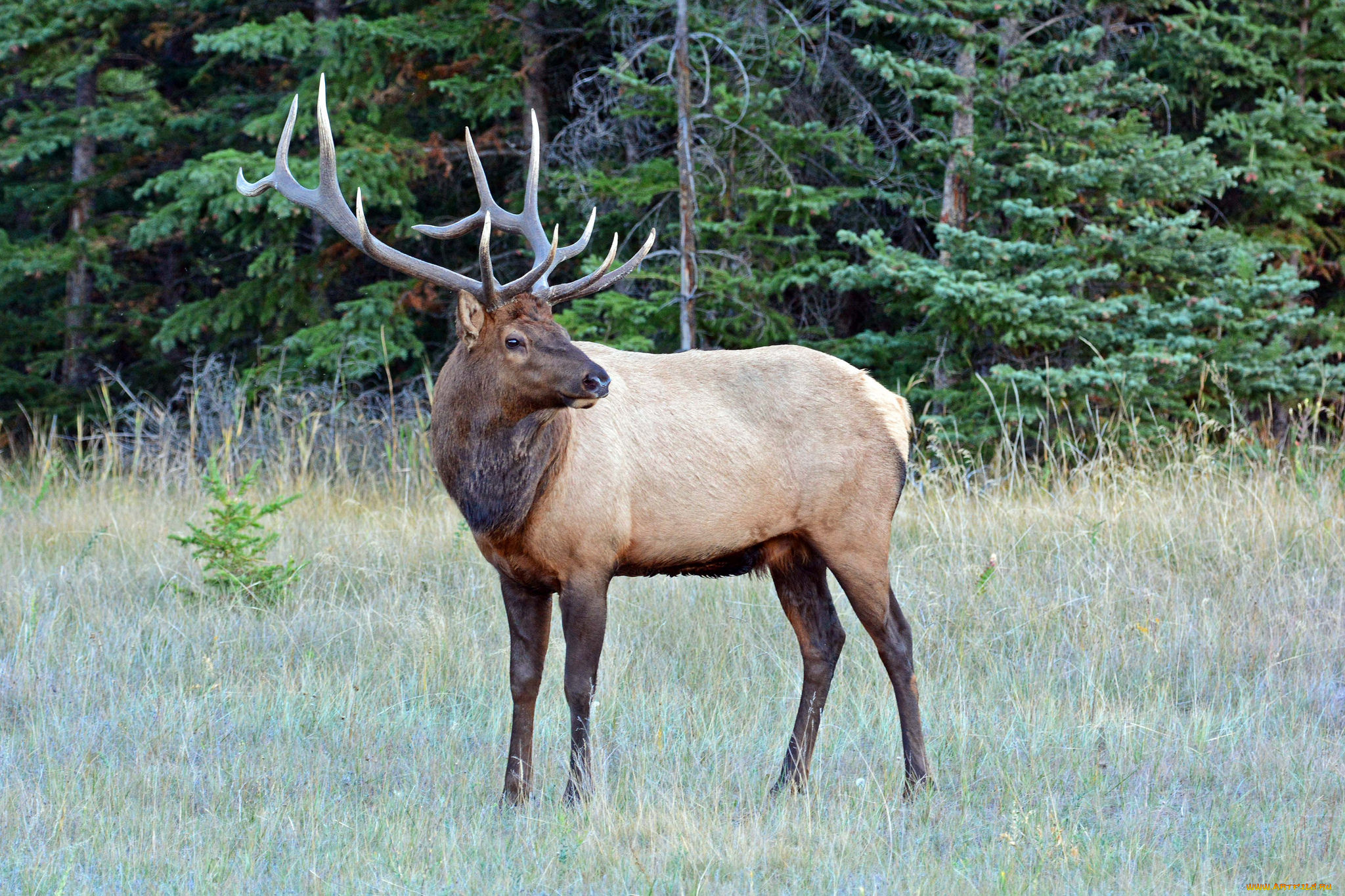 животные, олени, поляна, олень