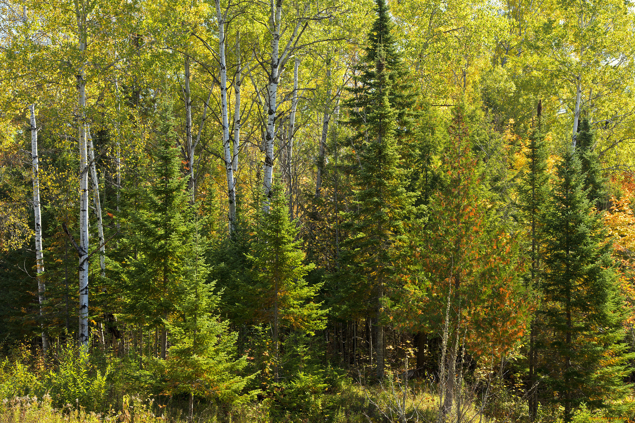 природа, лес