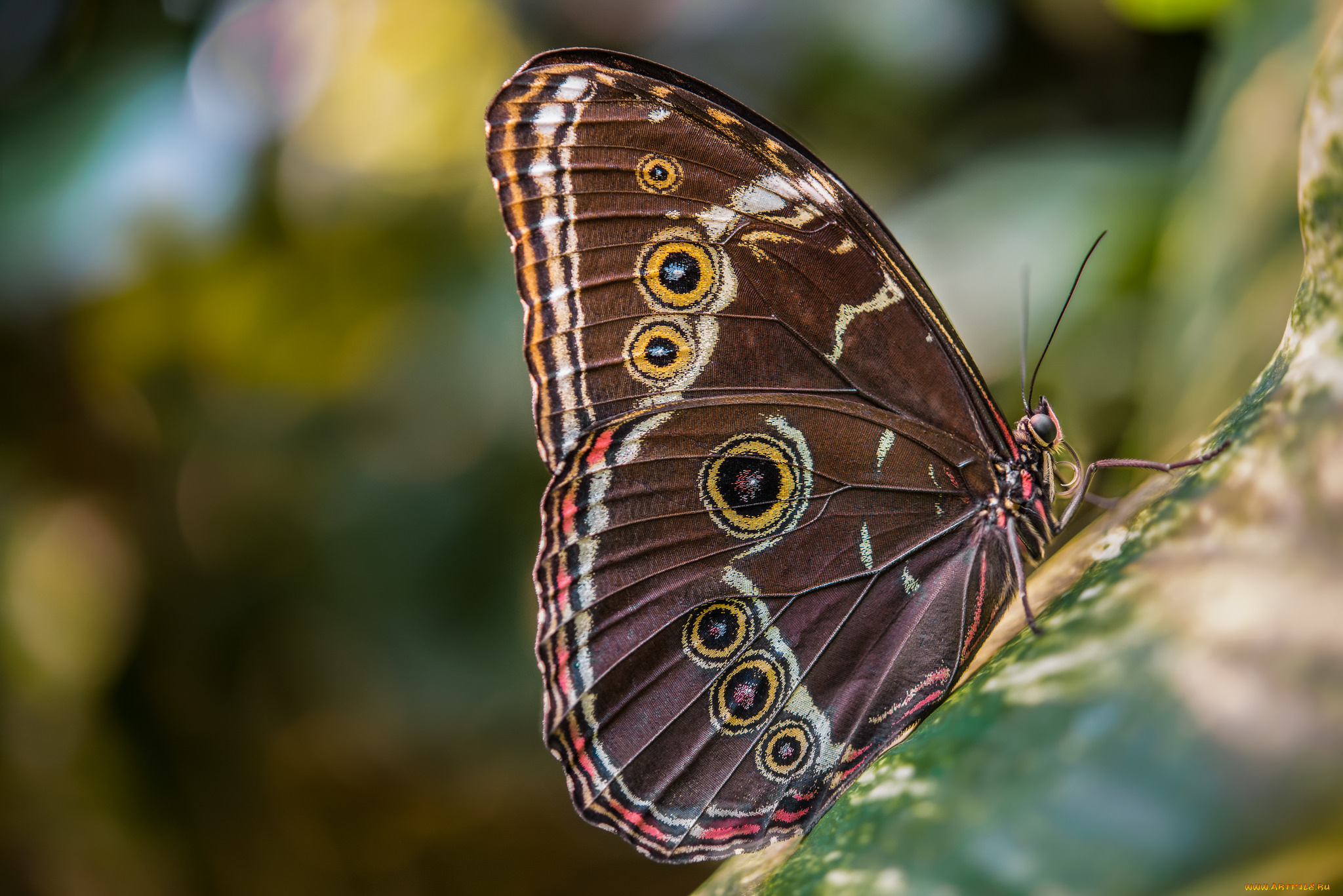 животные, бабочки, , мотыльки, , моли, бабочка